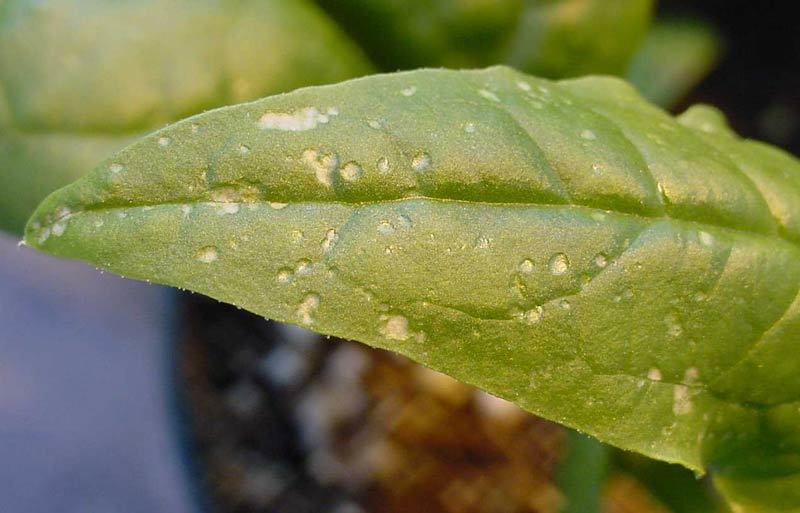 Spinach Spinach plants yellow with spots