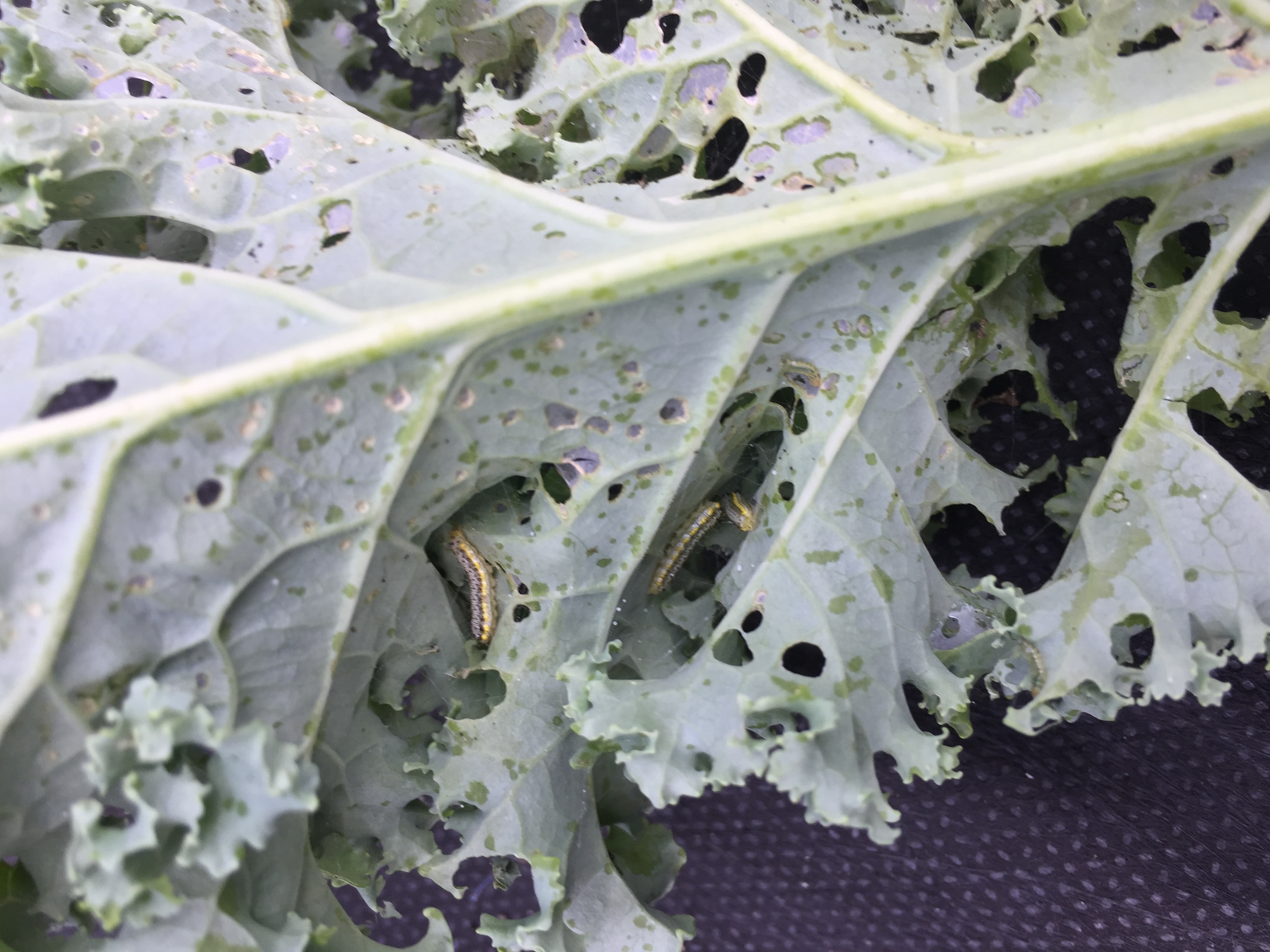 Kale Kale Yellow Spots