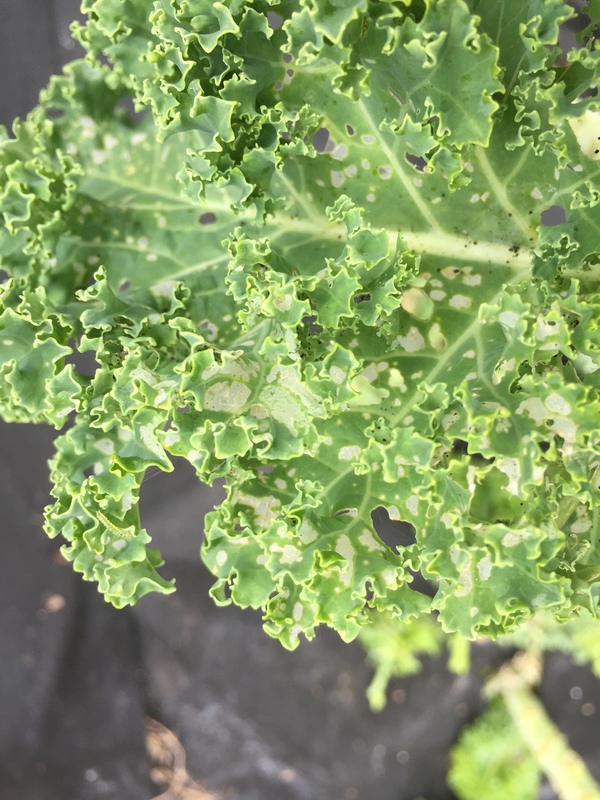 Kale Kale Yellow Spots