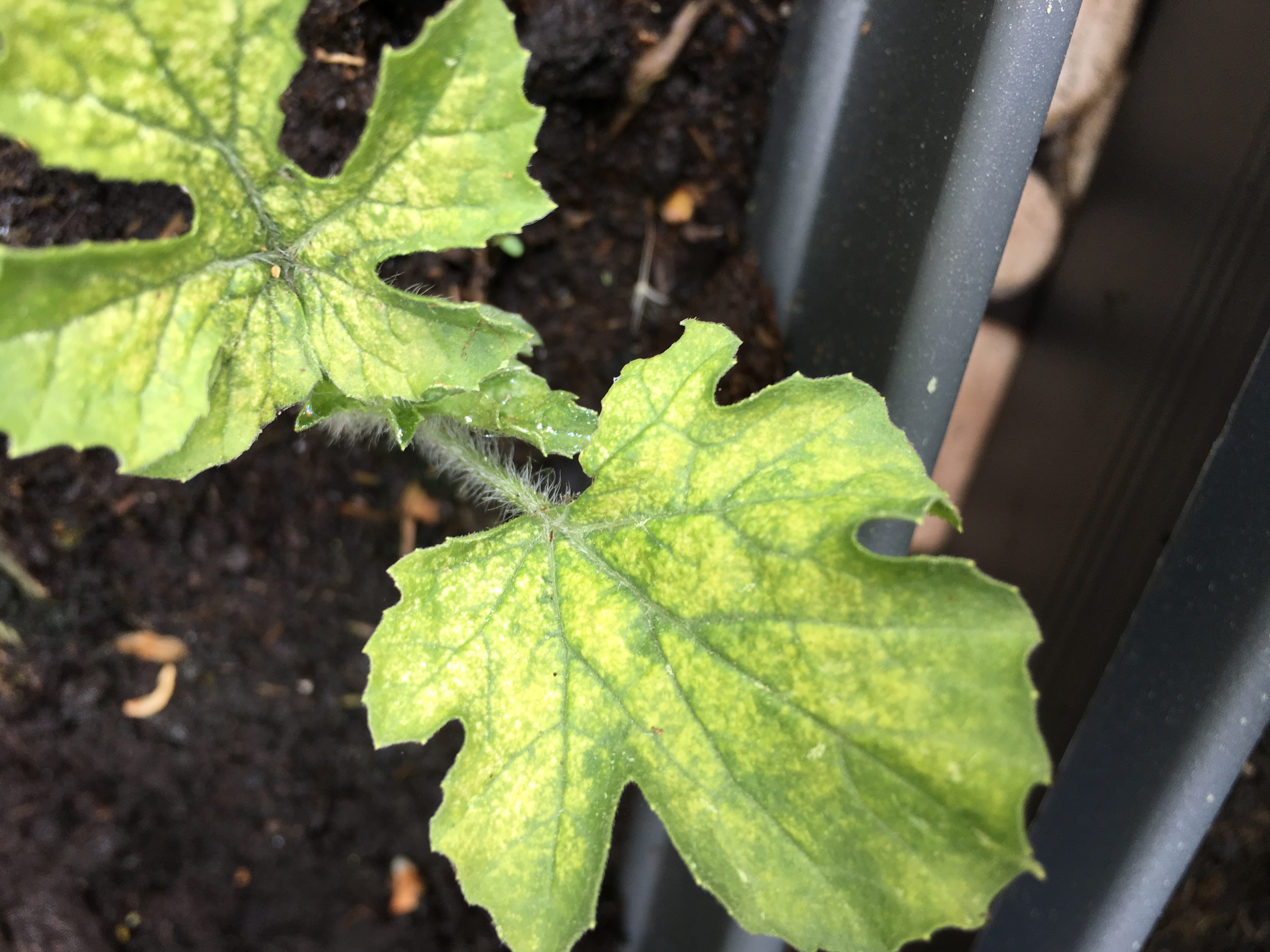 Watermelon Watermelon seedling yellow between veins