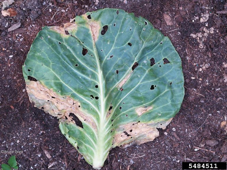 Collard greens Collard plant has yellow brown leaves