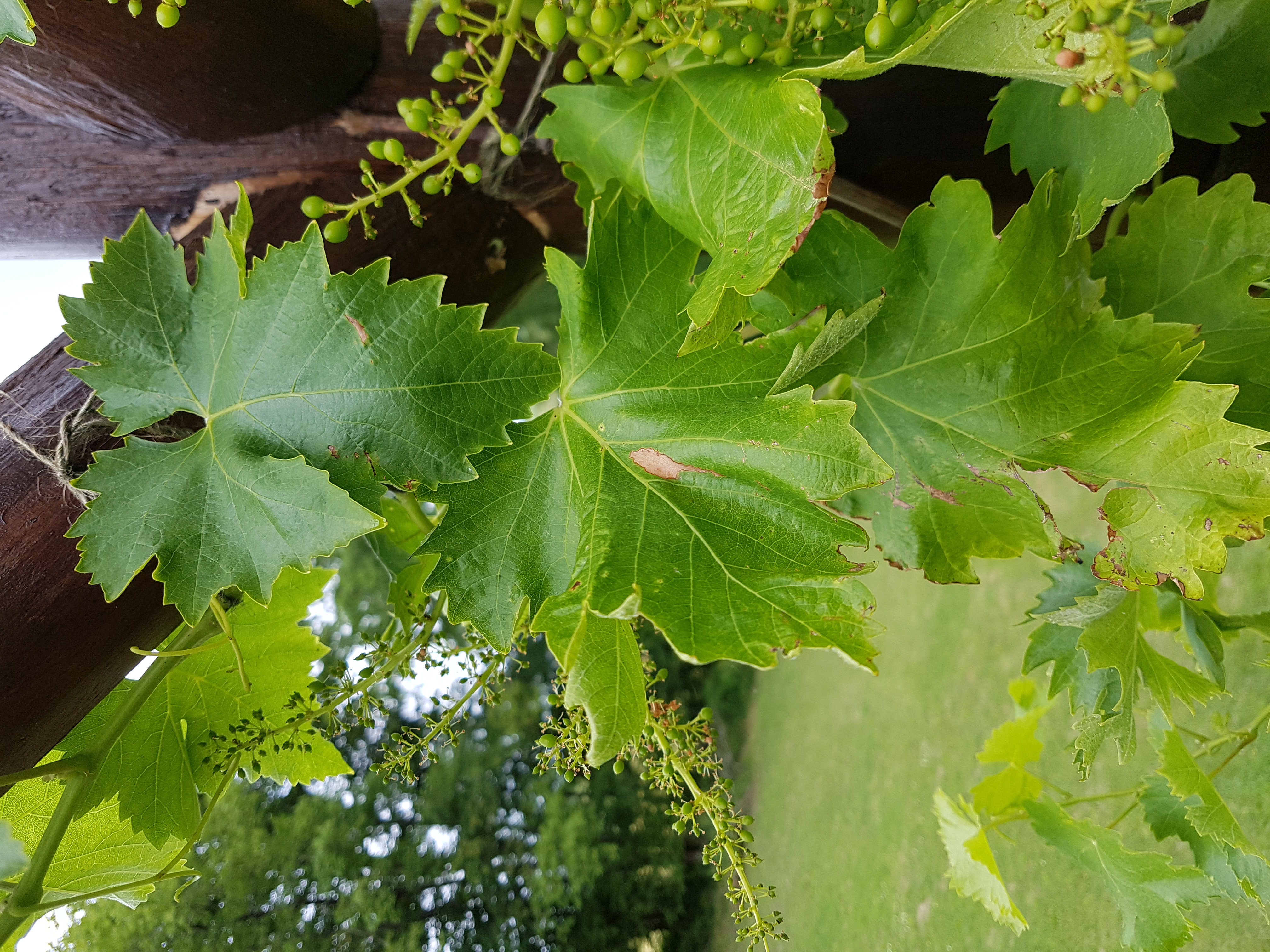 Grape Dried and curling leaves