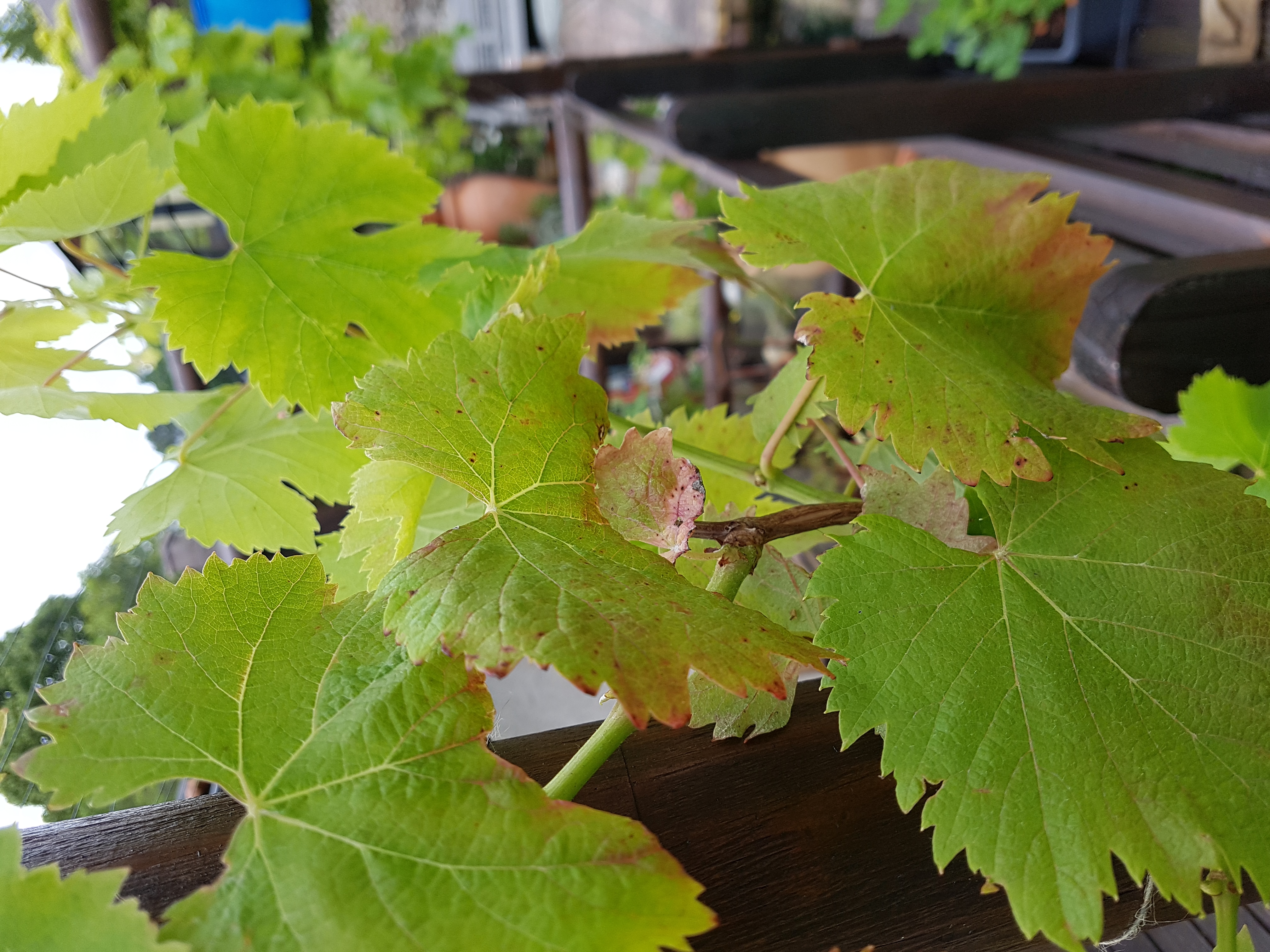 Grape Dried and curling leaves