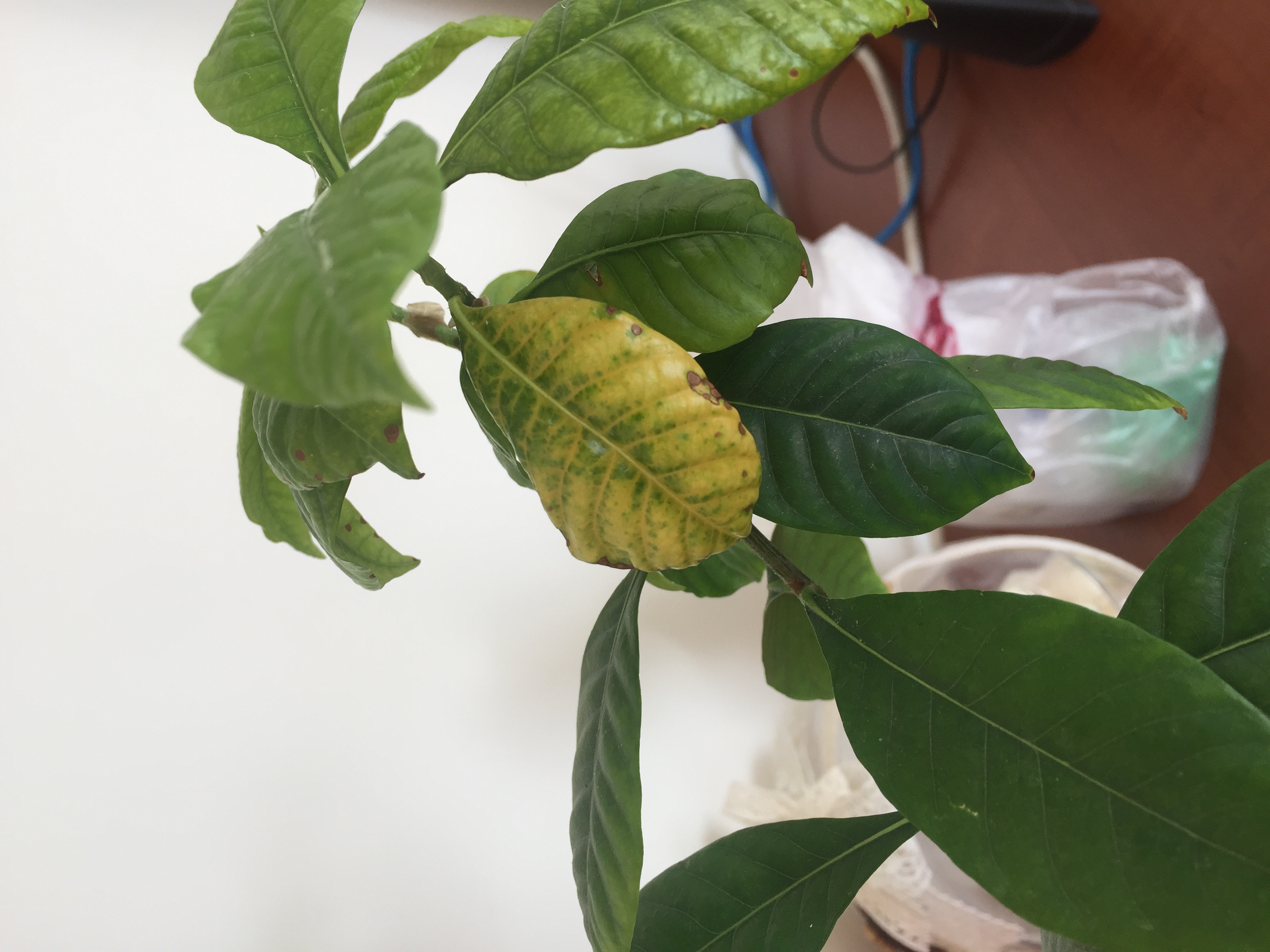 Blueberry Gardenia leaves turing brown with yellow patches