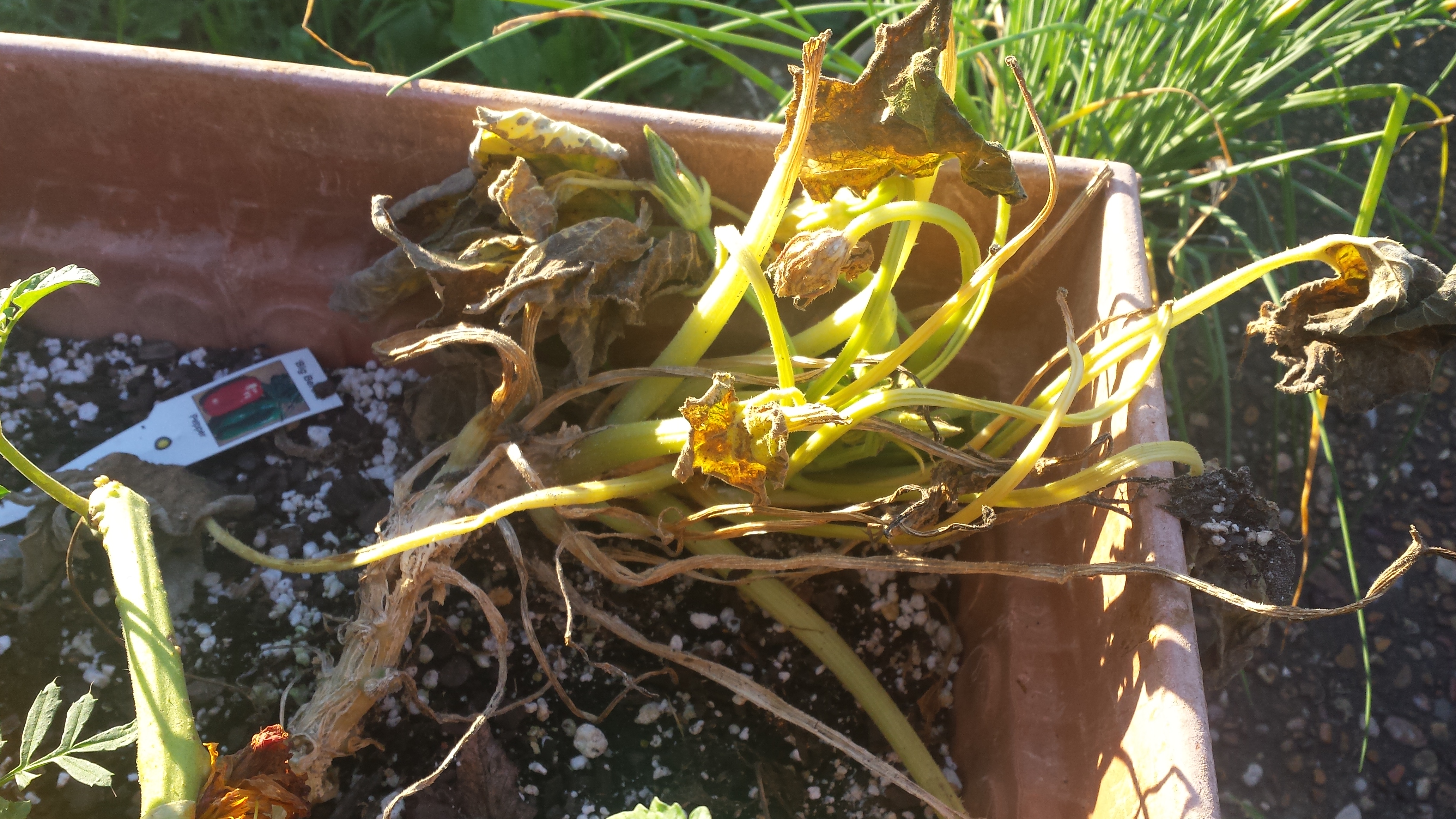 Squash What's killing my plants?