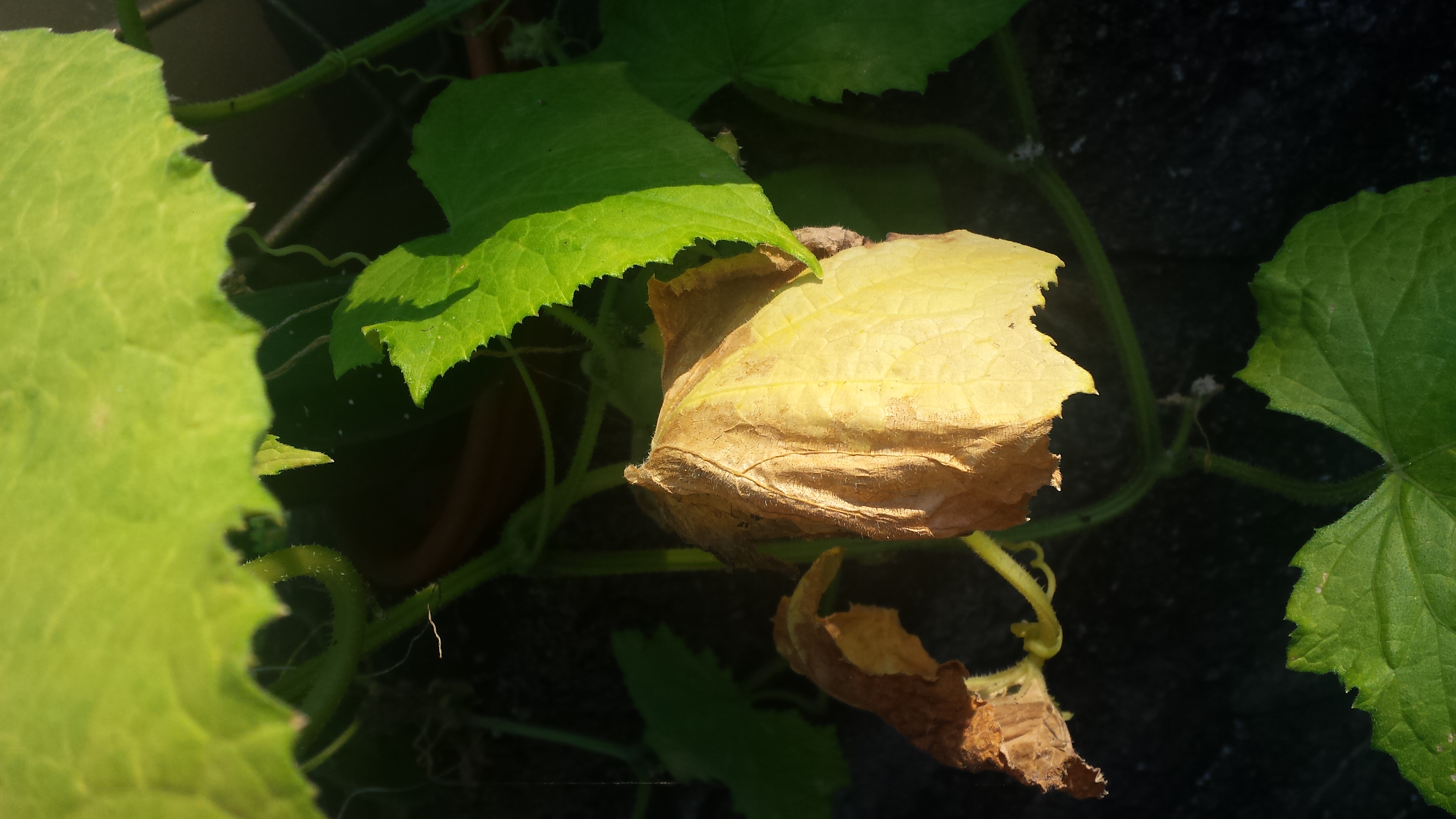 Squash What's killing my plants?