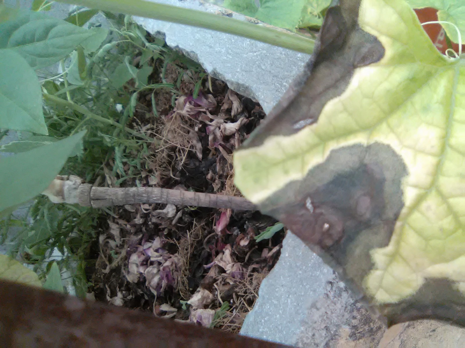 Gourd Sponge gourd leaves turning black on edges, gradually dying