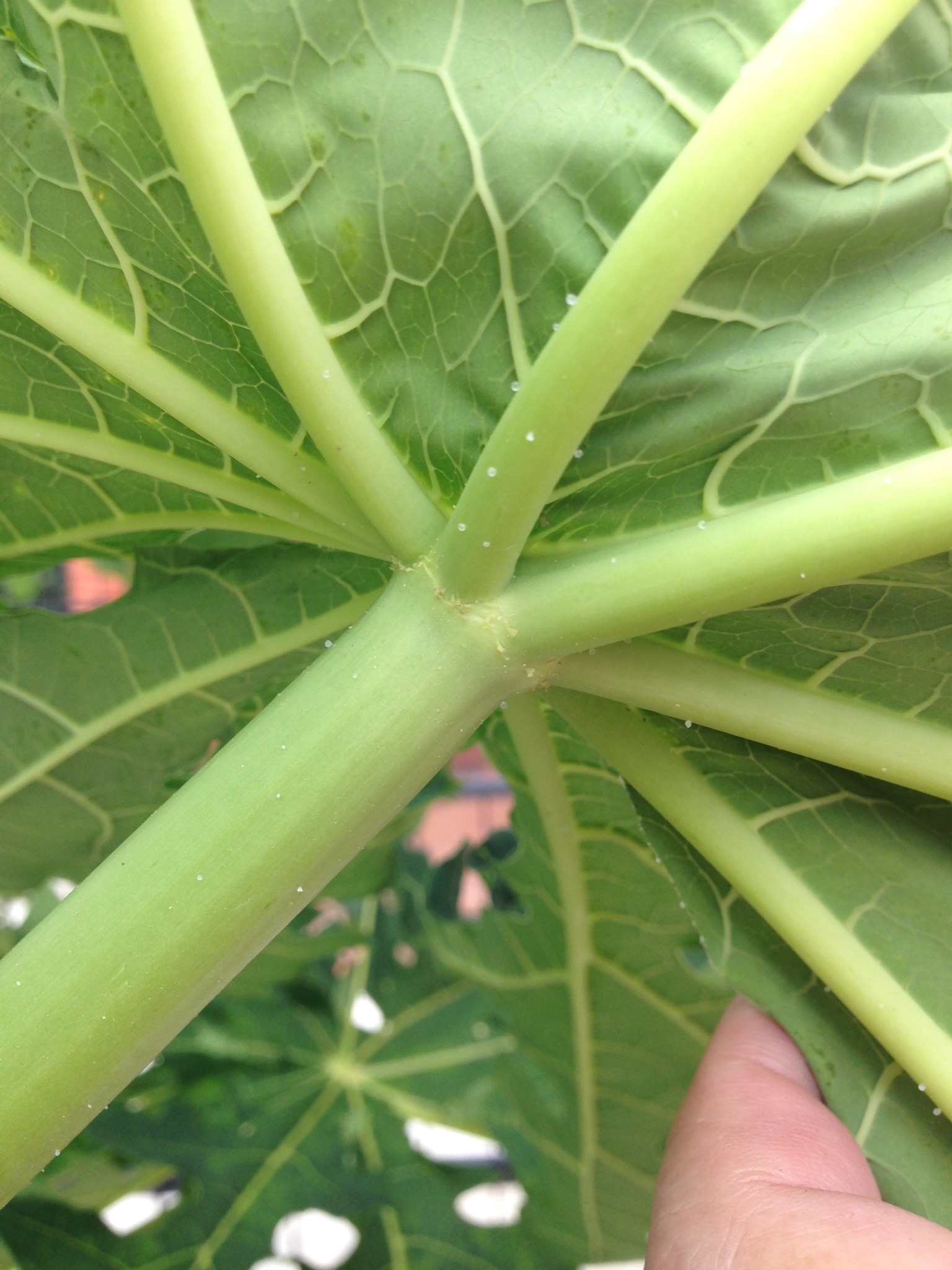 Papaya (pawpaw)
