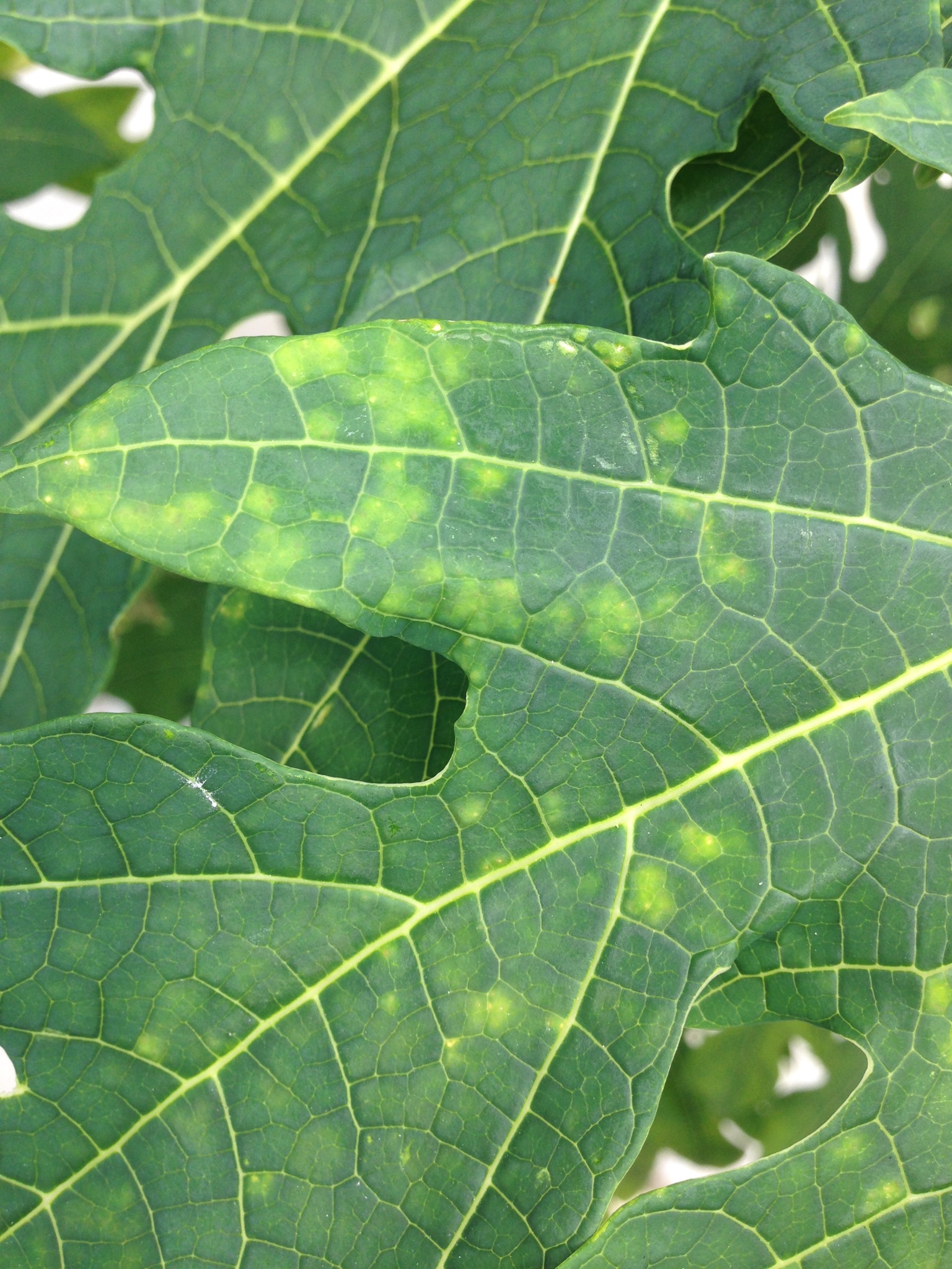 Papaya (pawpaw) Yellow spots