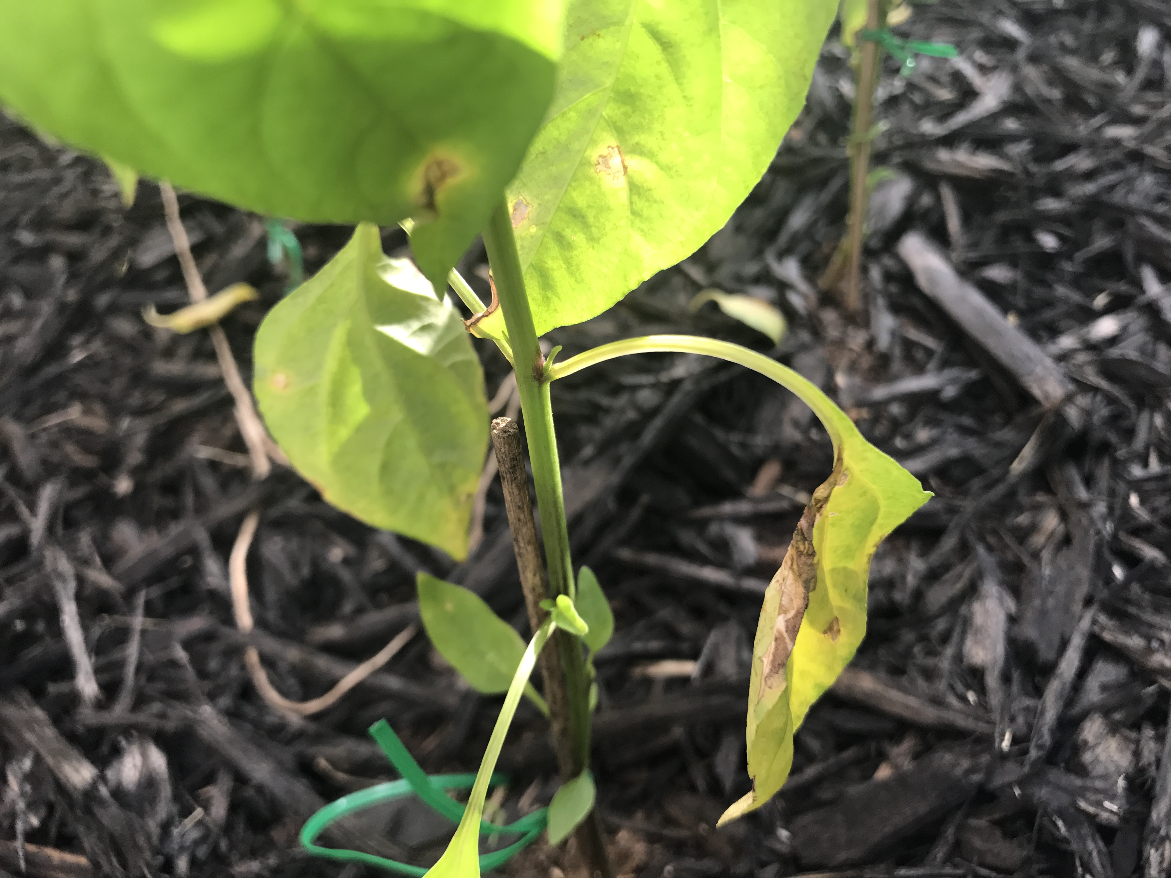 Chilli Pepper All my plants are dying