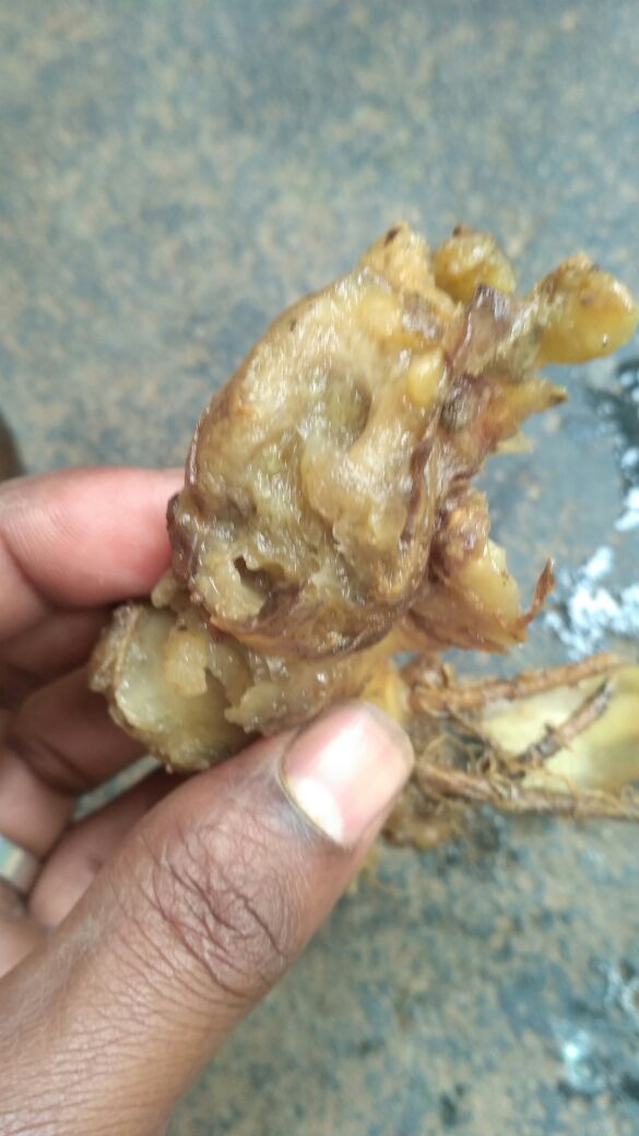 Ginger ginger disease