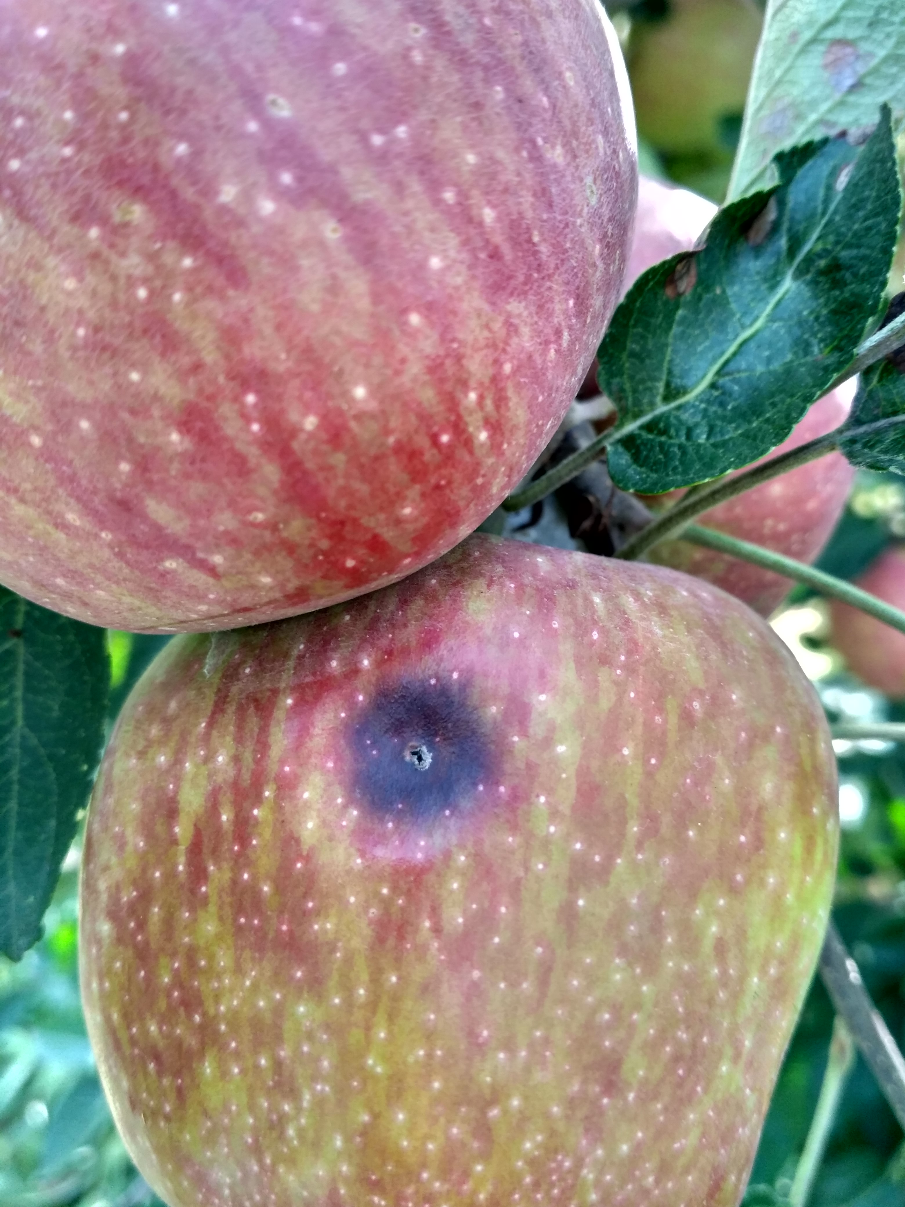 Apple Disease identification