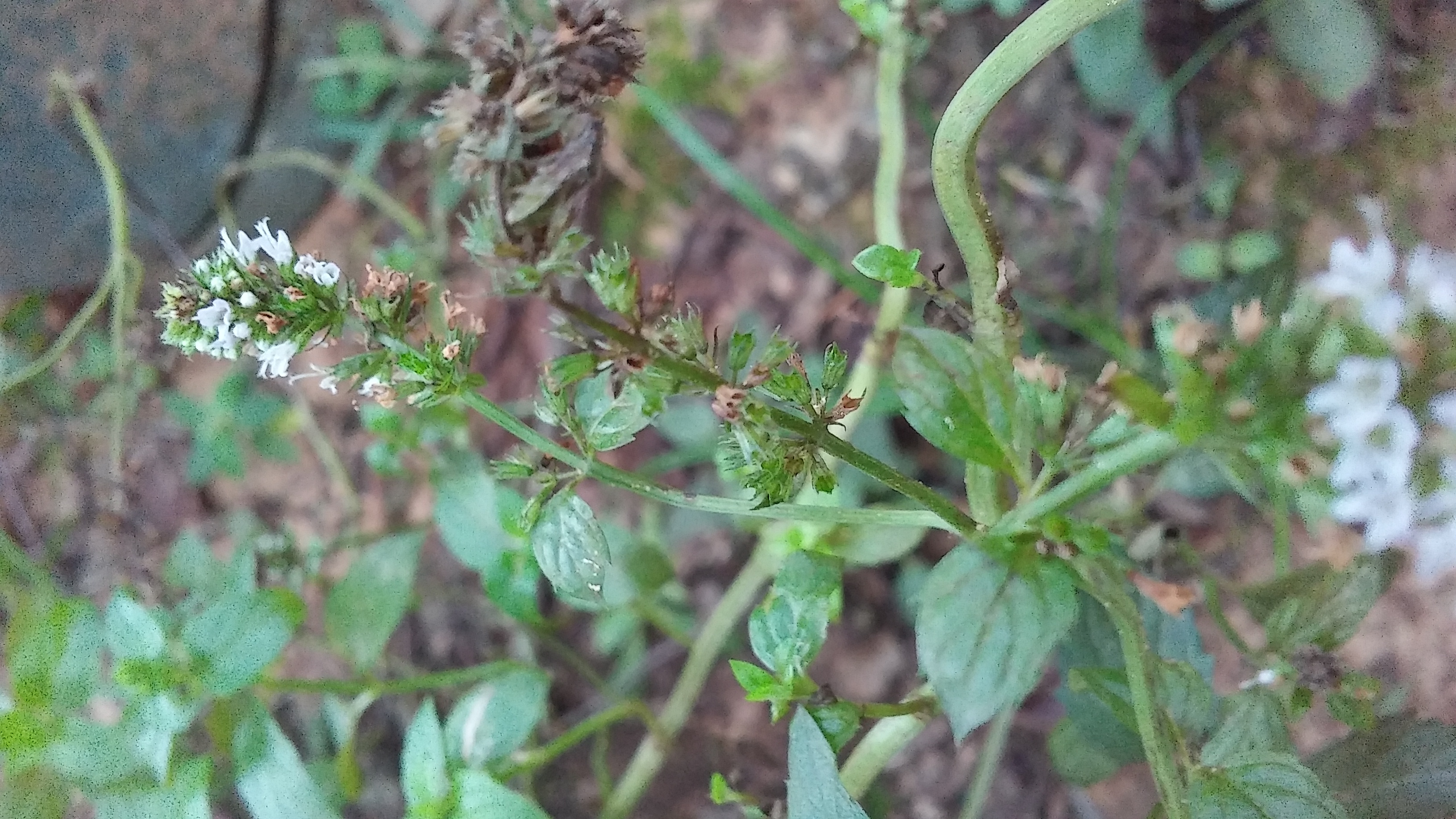 Mint Once very healthy peppermint plant dying quickly pests or disease?