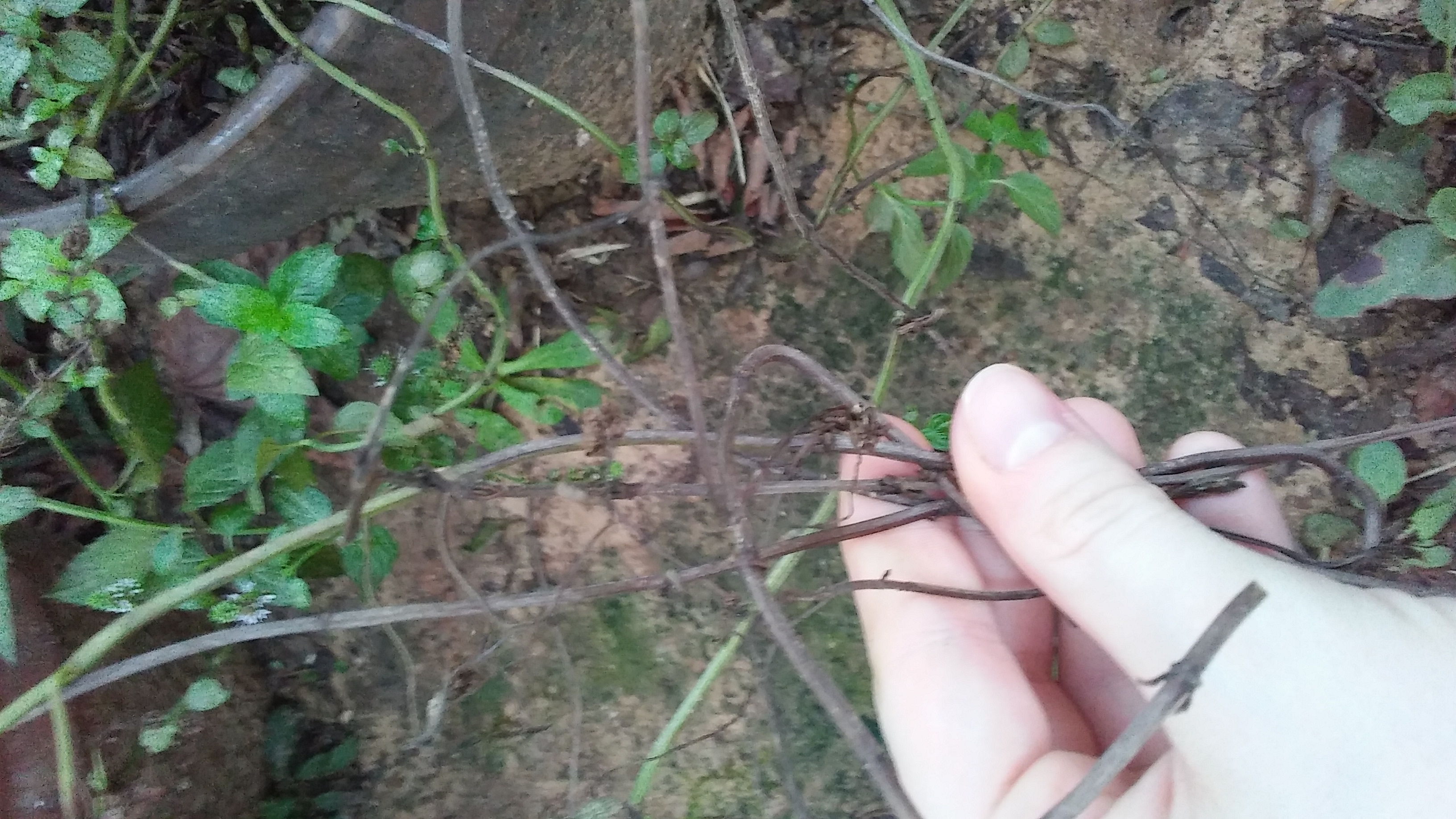 Mint Once very healthy peppermint plant dying quickly pests or disease?