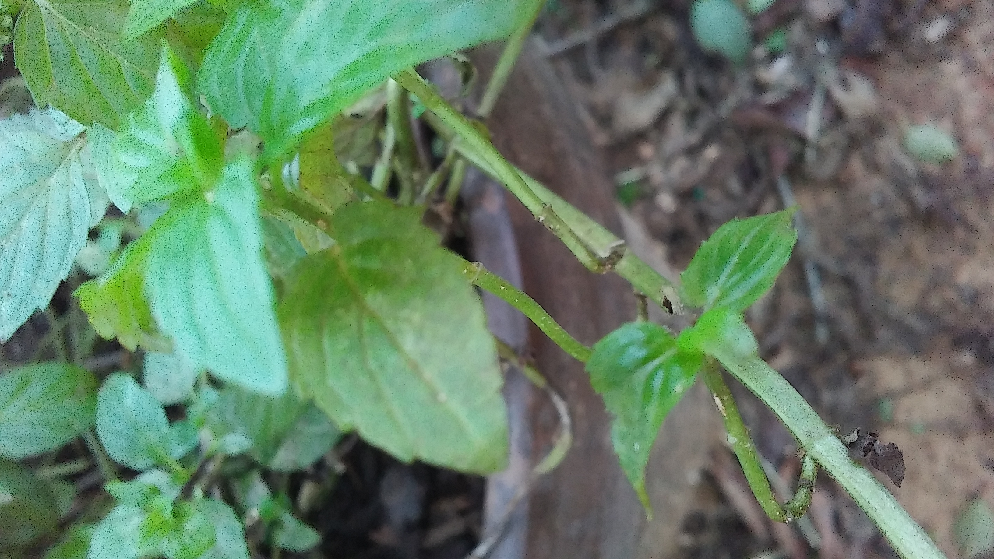 Mint Once very healthy peppermint plant dying quickly pests or disease?
