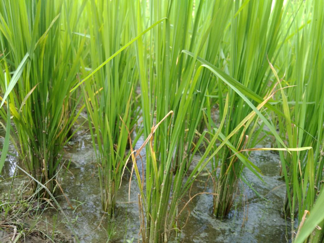 Rice rice leaves turning yellow and dying