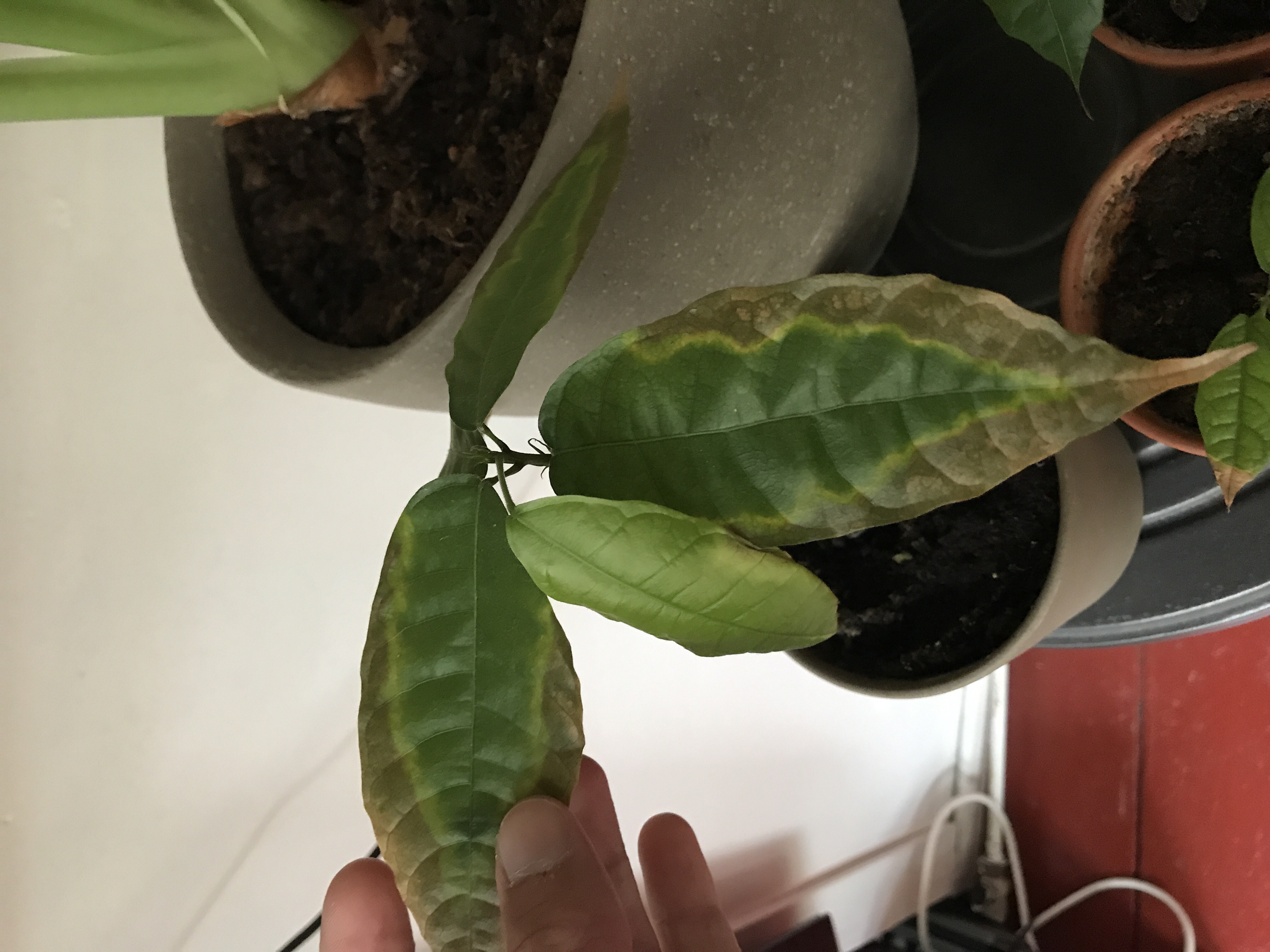 Cocoa (cacao) Leaves turning brown