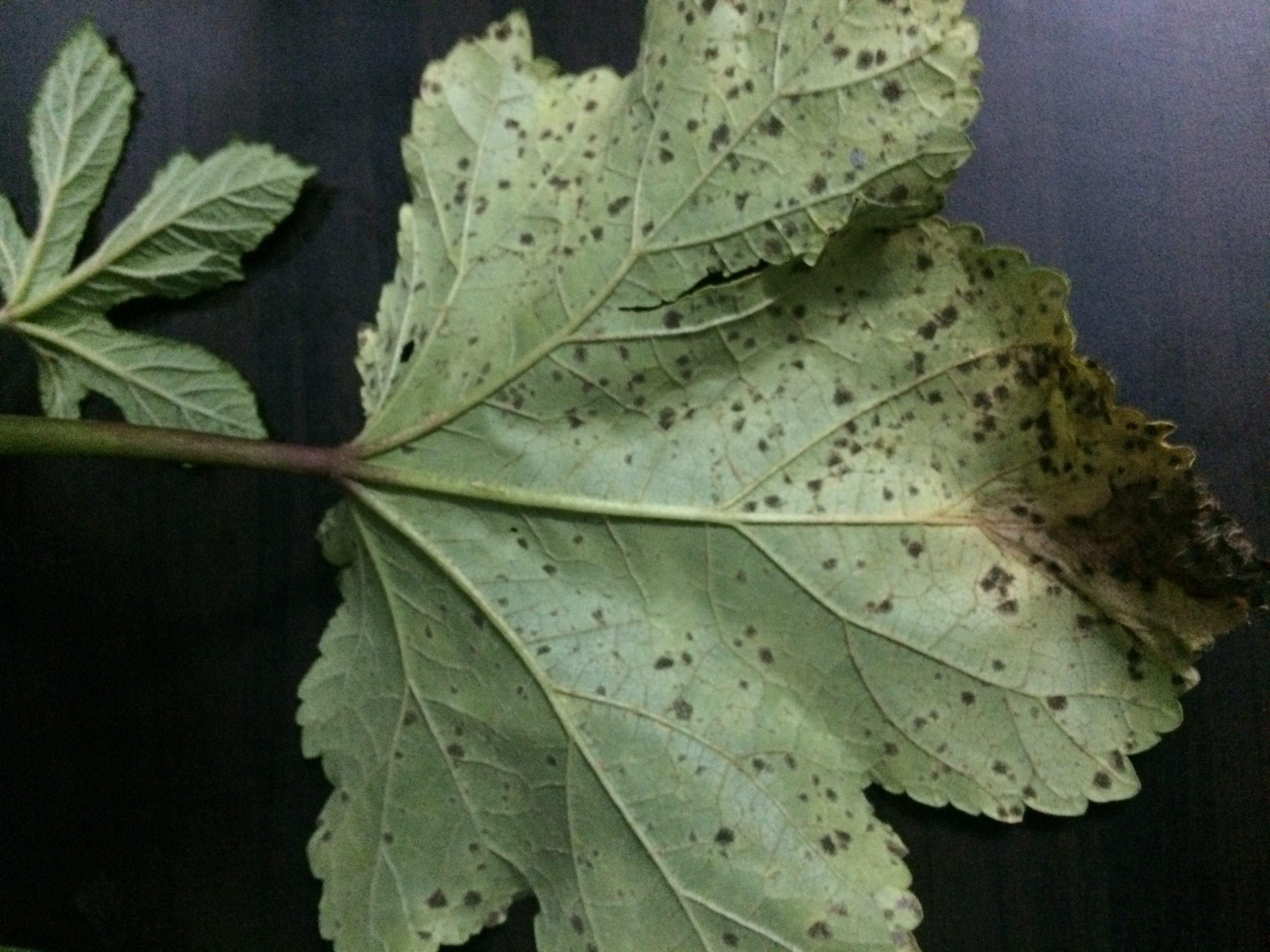 Okra leaf damage