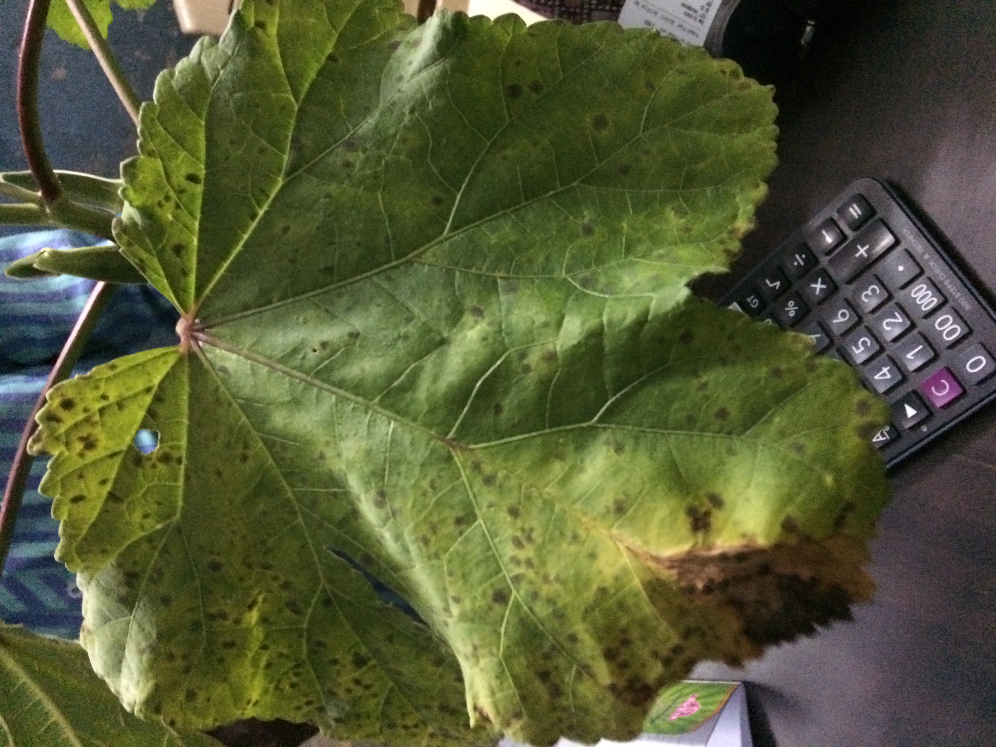 Okra leaf damage