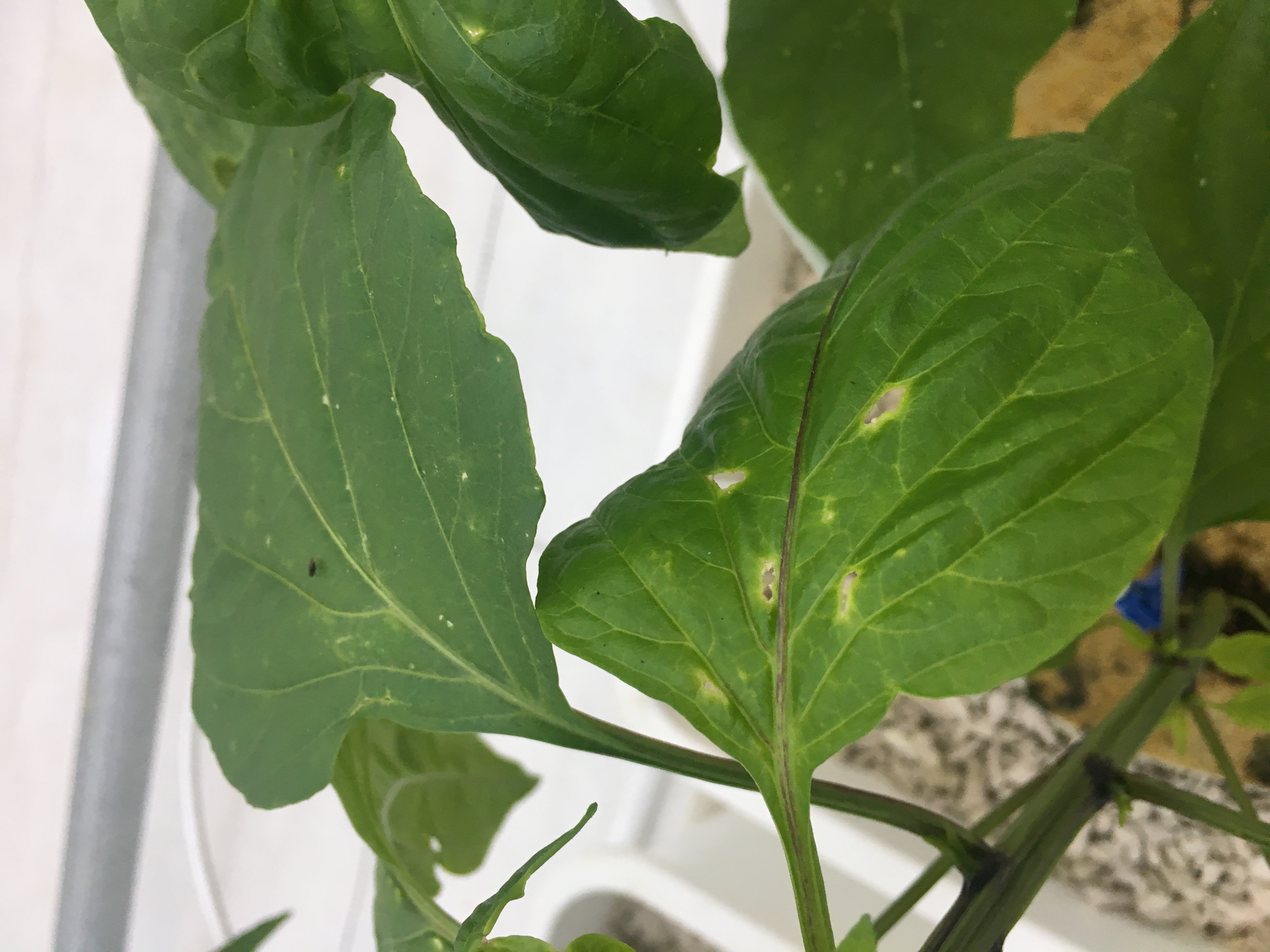 Pepper, bell Holes in leaves