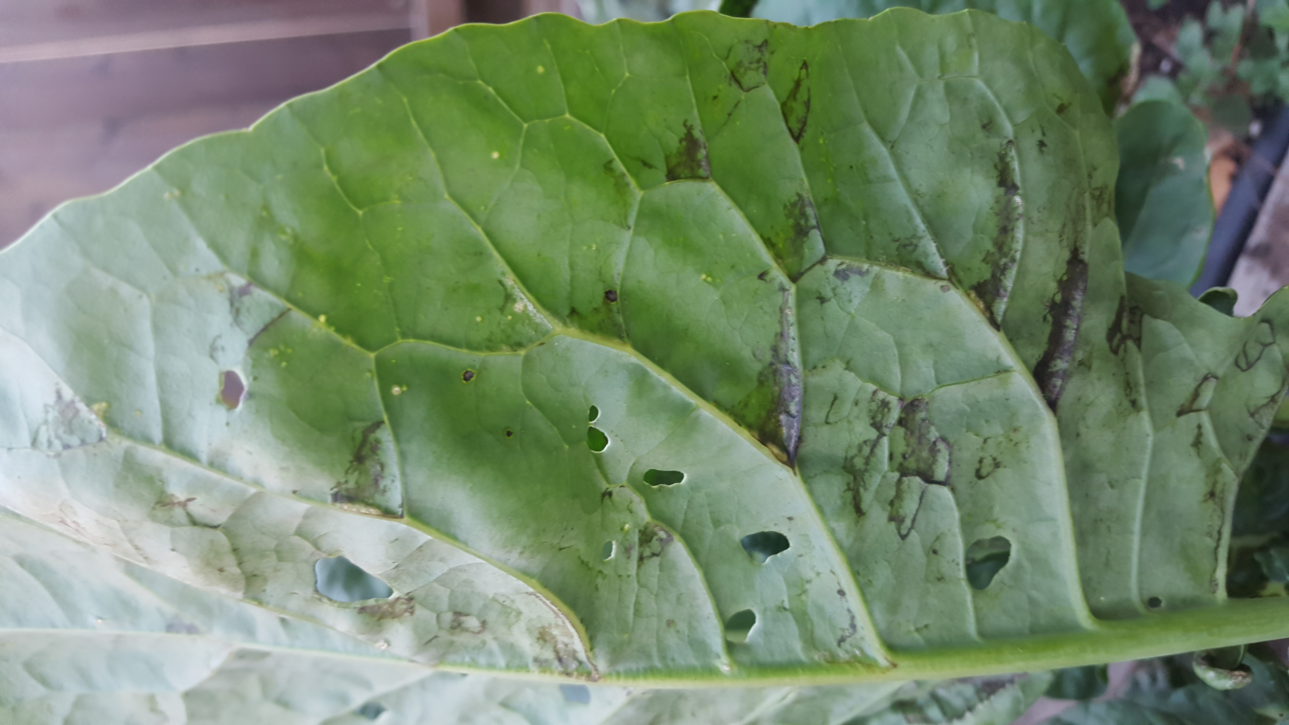 Kale Underside of Leaves and Veins turning Black