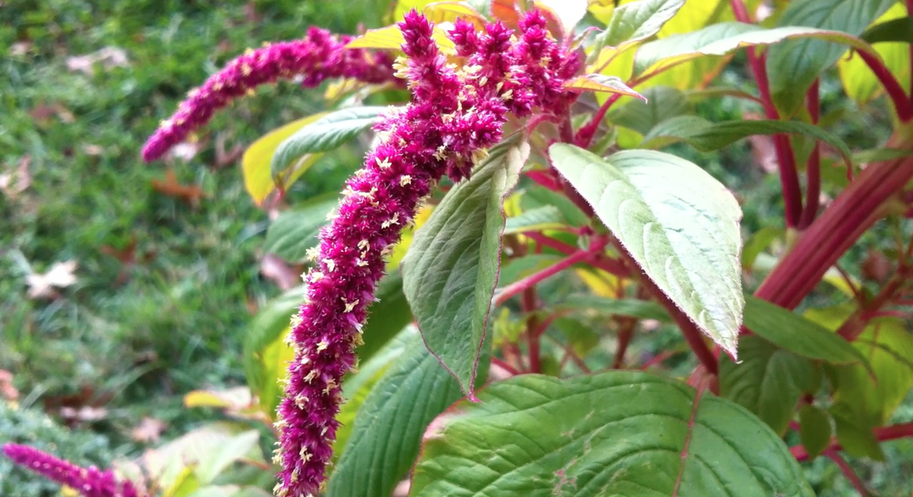 Amaranth Diseases and Pests, Description, Uses, Propagation