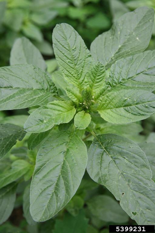 Amaranth Diseases and Pests, Description, Uses, Propagation