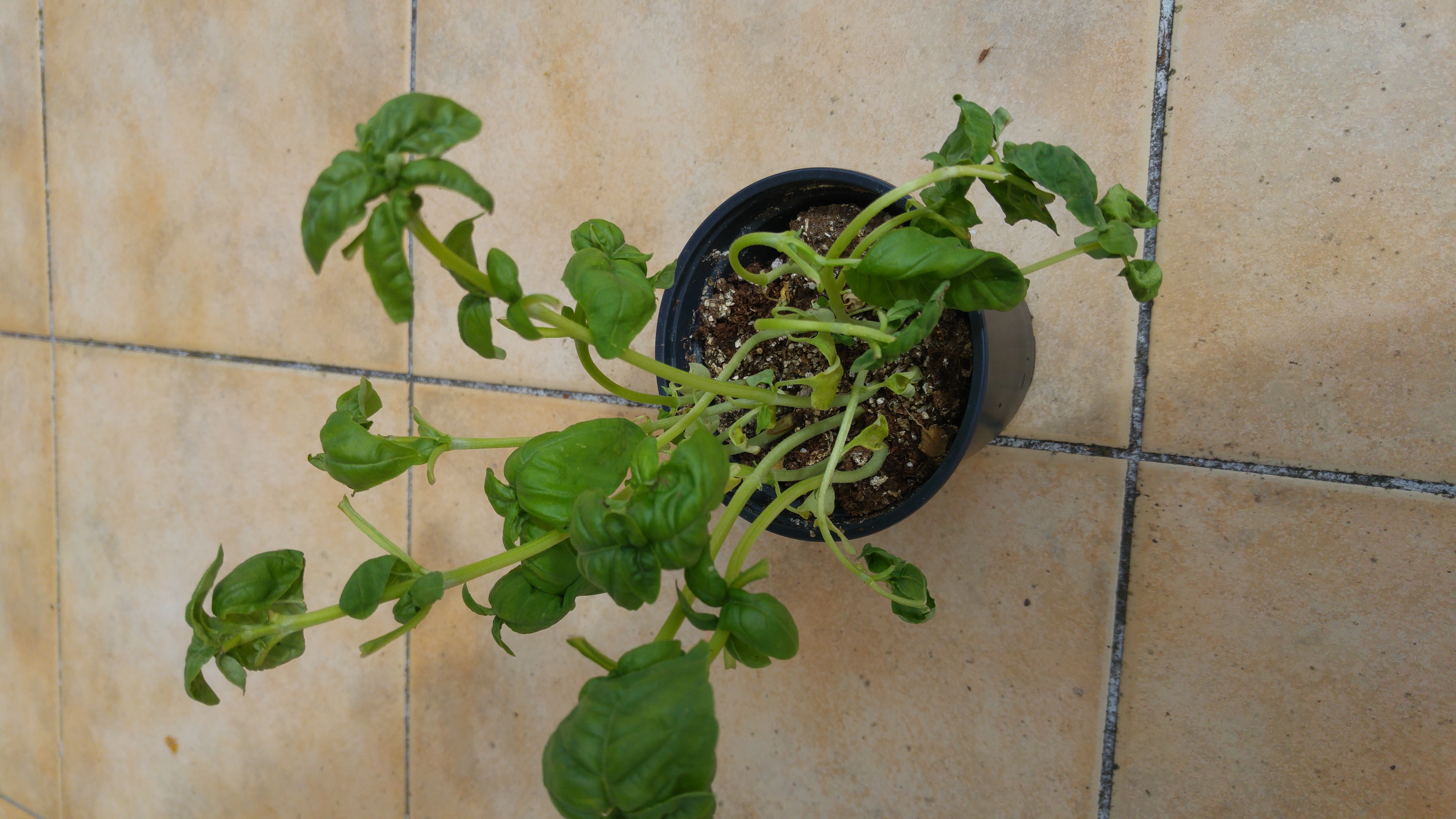 Basil Wilting basil!