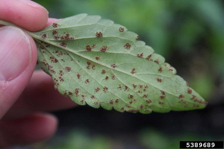 Sage Possible mildew