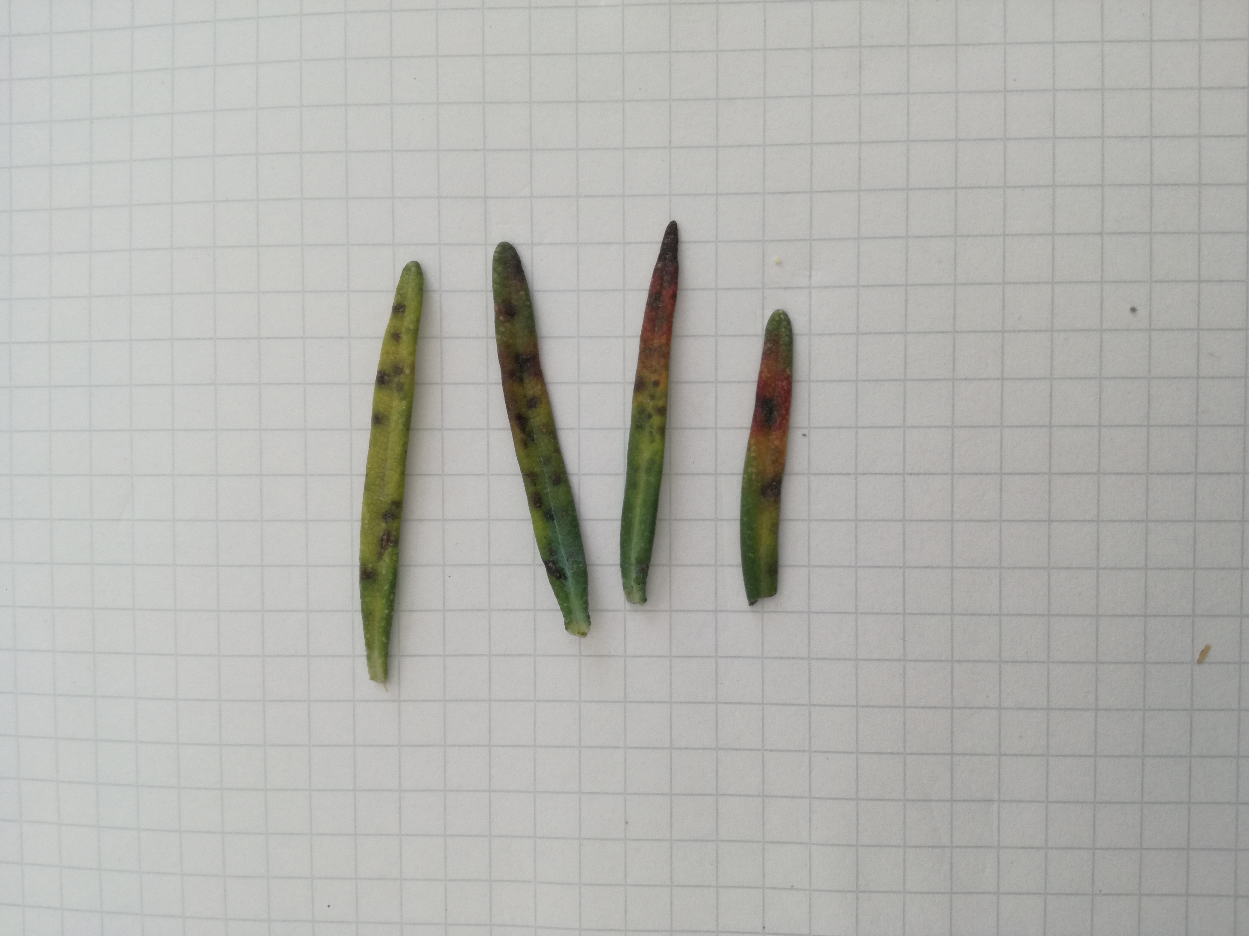 Rosemary Rosemary diseases on leaf after cutting