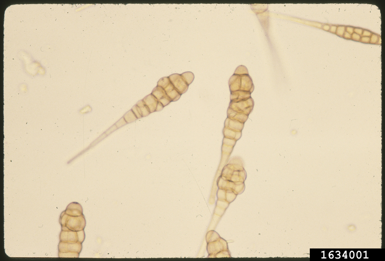 Rosemary Rosemary diseases on leaf after cutting