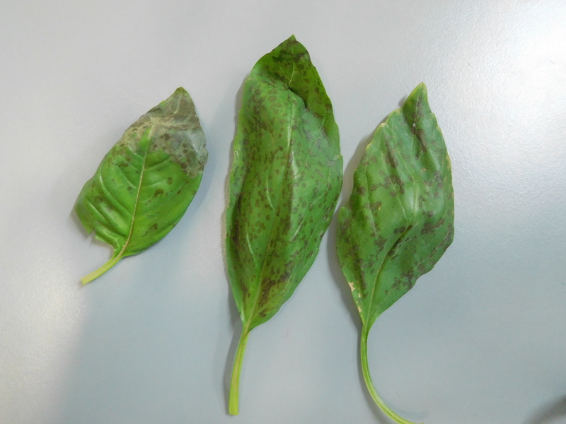 Basil black stains on basil