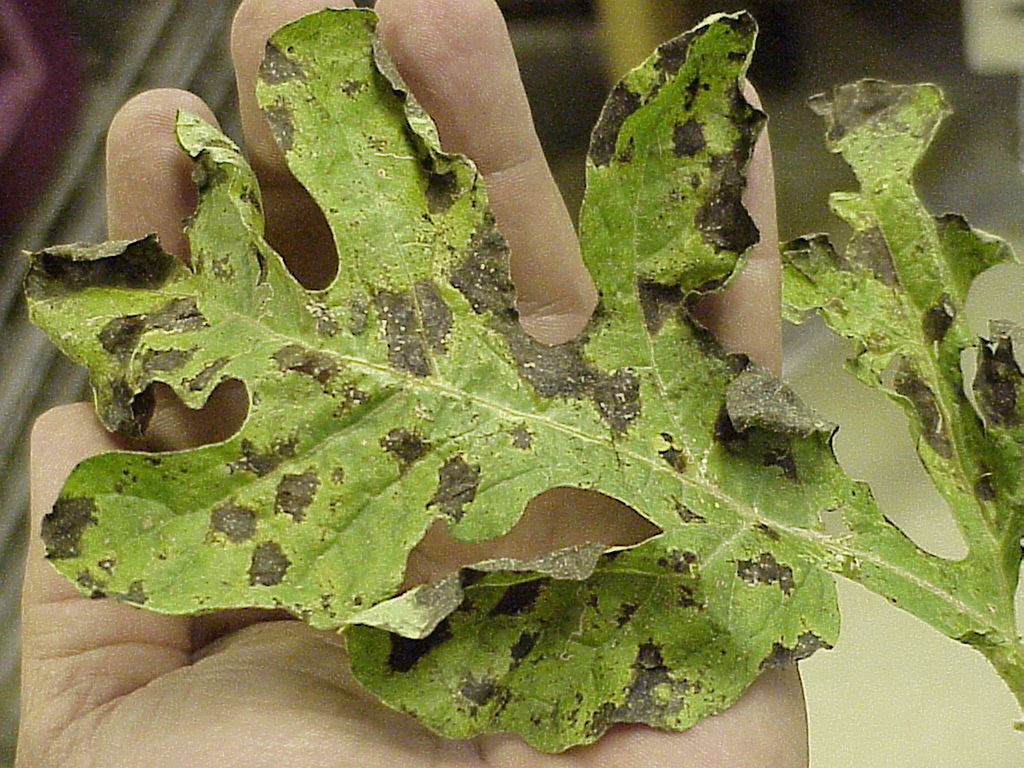 Watermelon Leaves turn into necrosis and brown