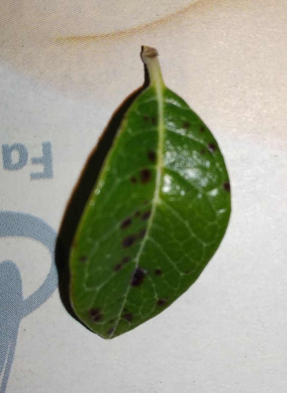 Guava What are these spots on my Pineapple Guava leaves?