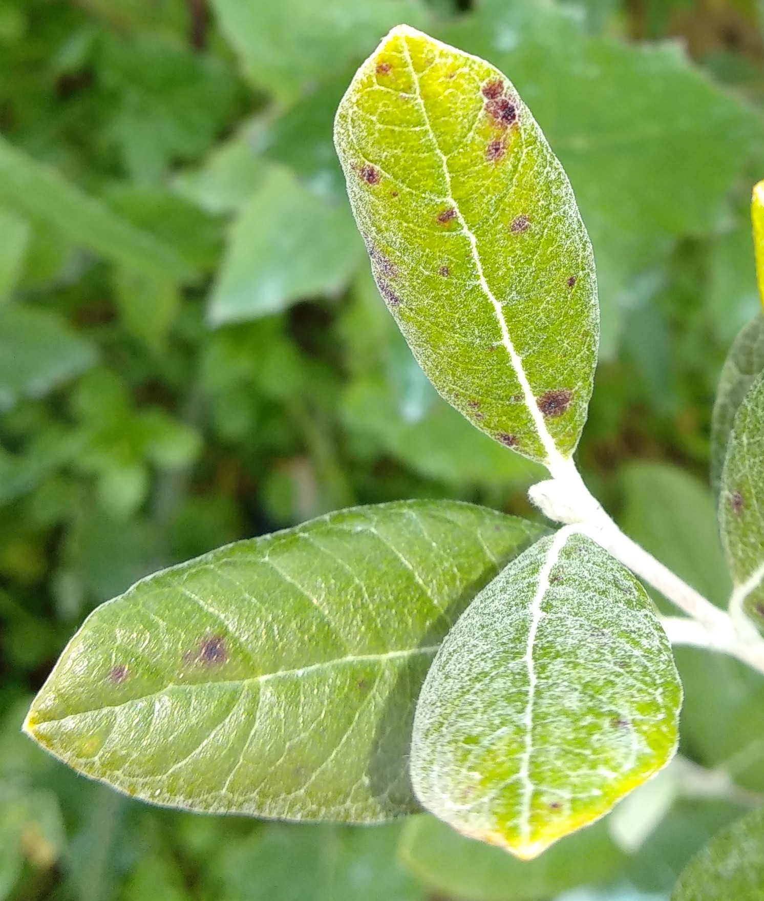 Guava What are these spots on my Pineapple Guava leaves?