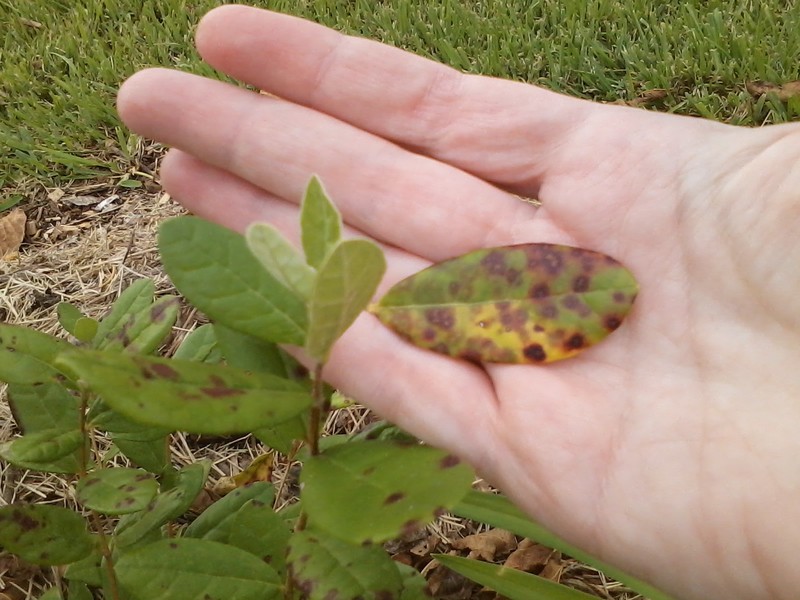 Guava What are these spots on my Pineapple Guava leaves?