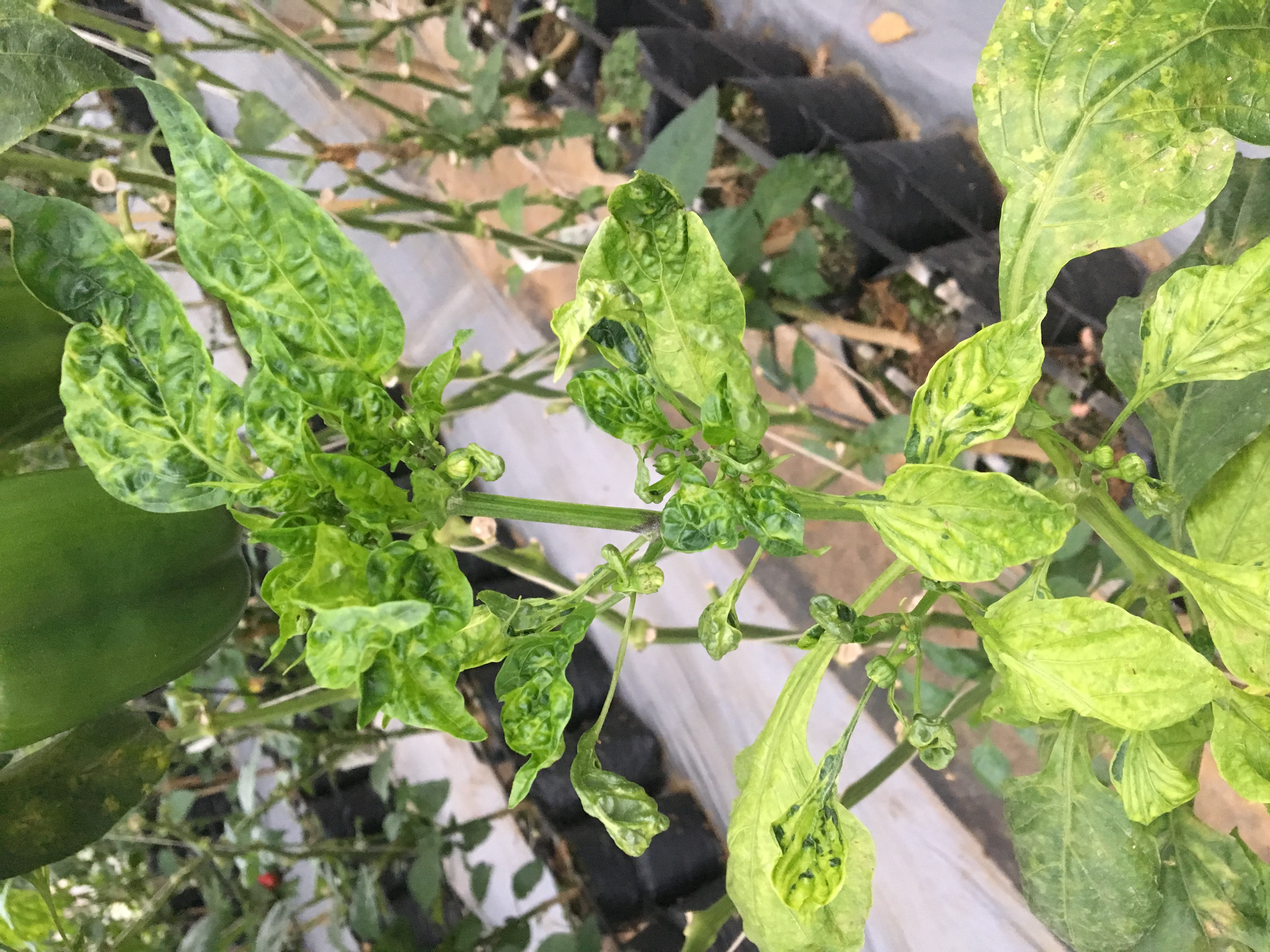 General Virus on bell pepper