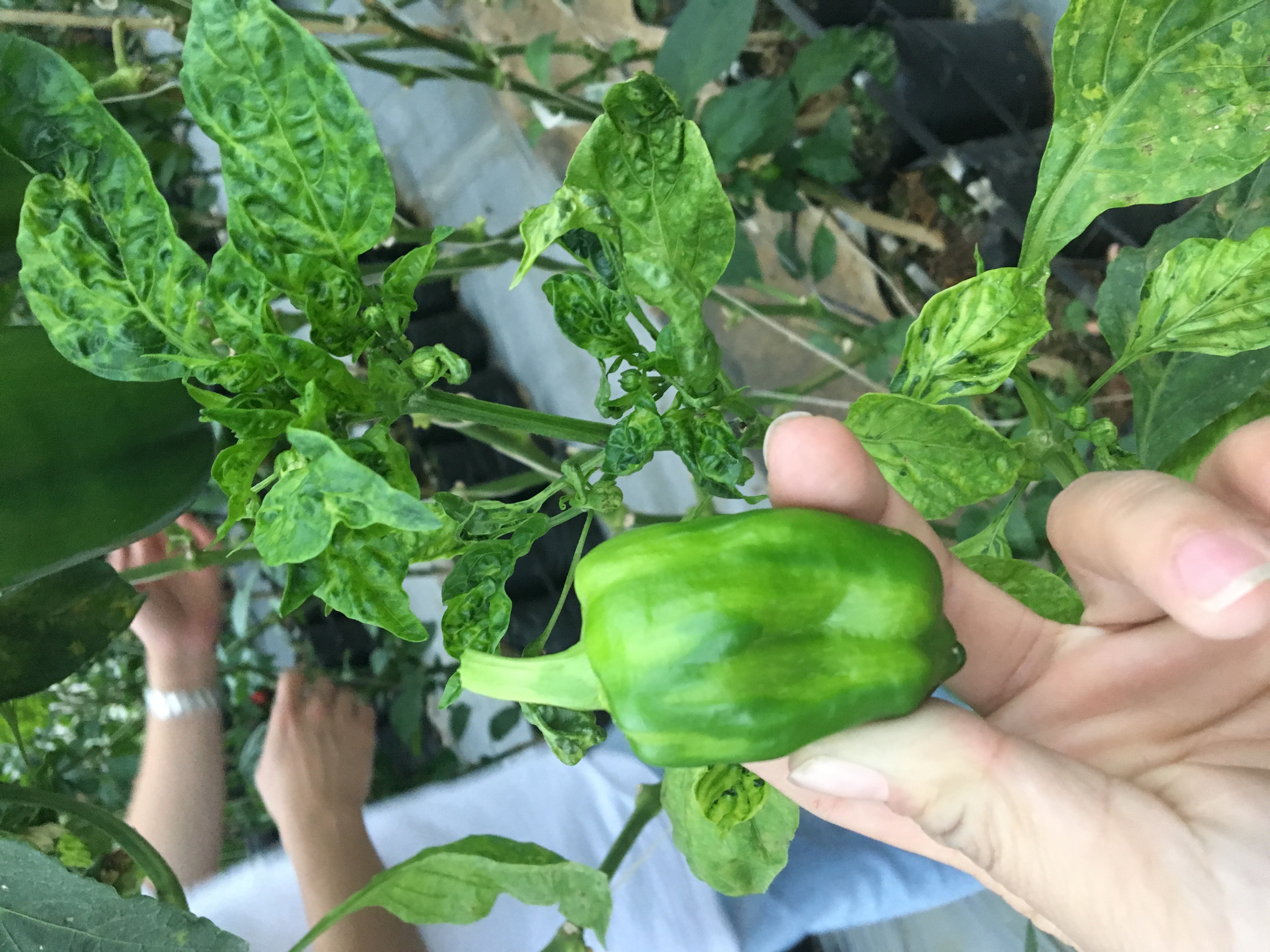 General Virus on bell pepper