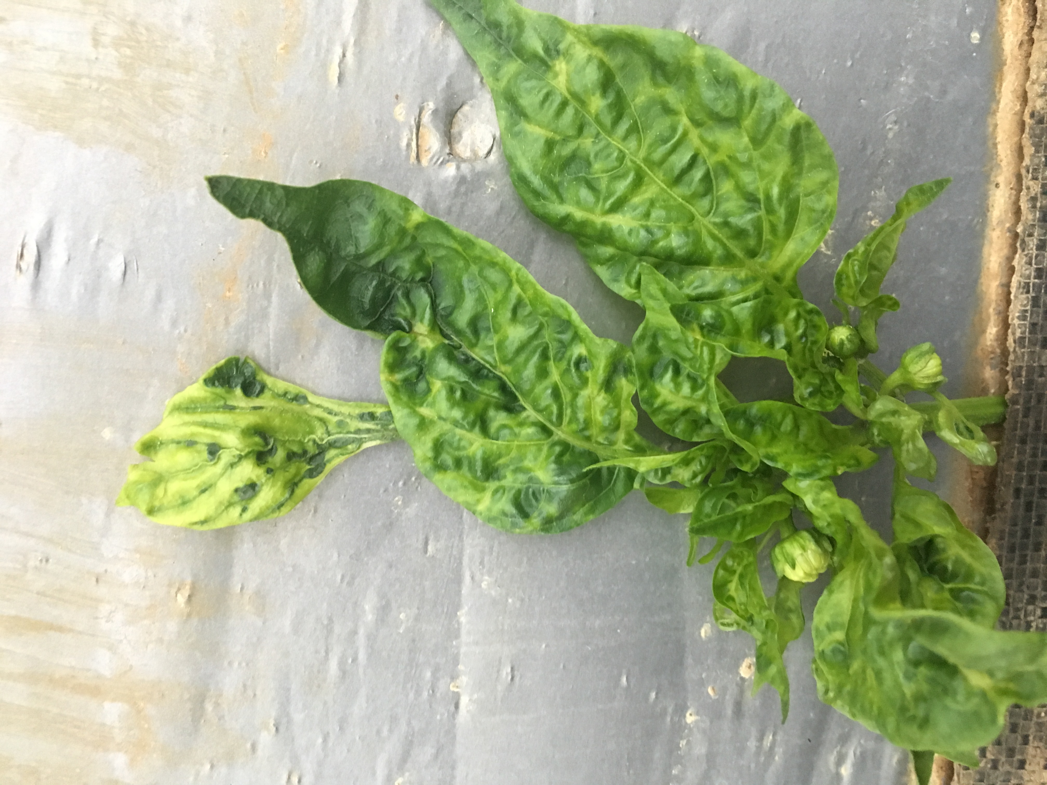 General Virus on bell pepper