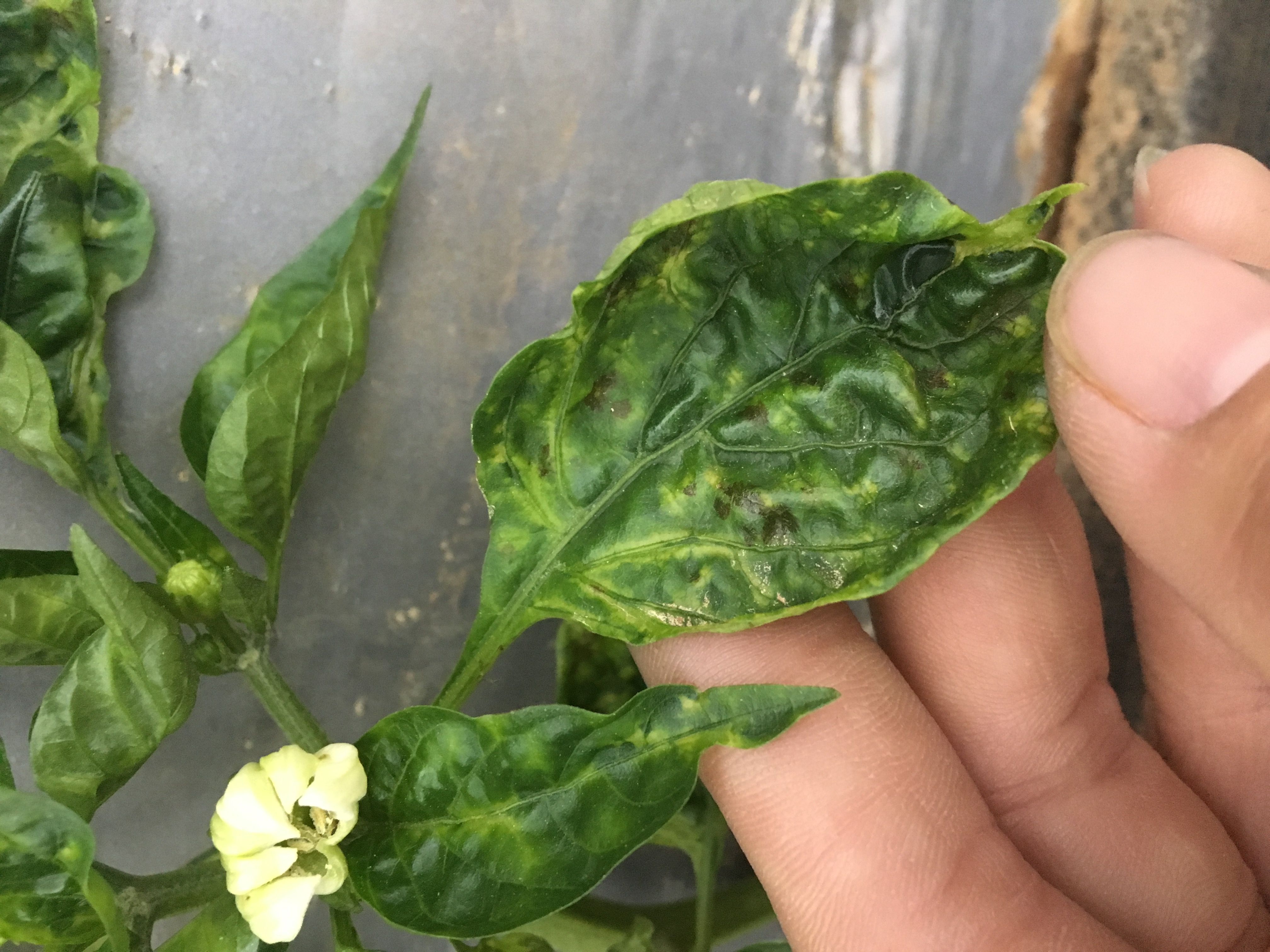 General Virus on bell pepper