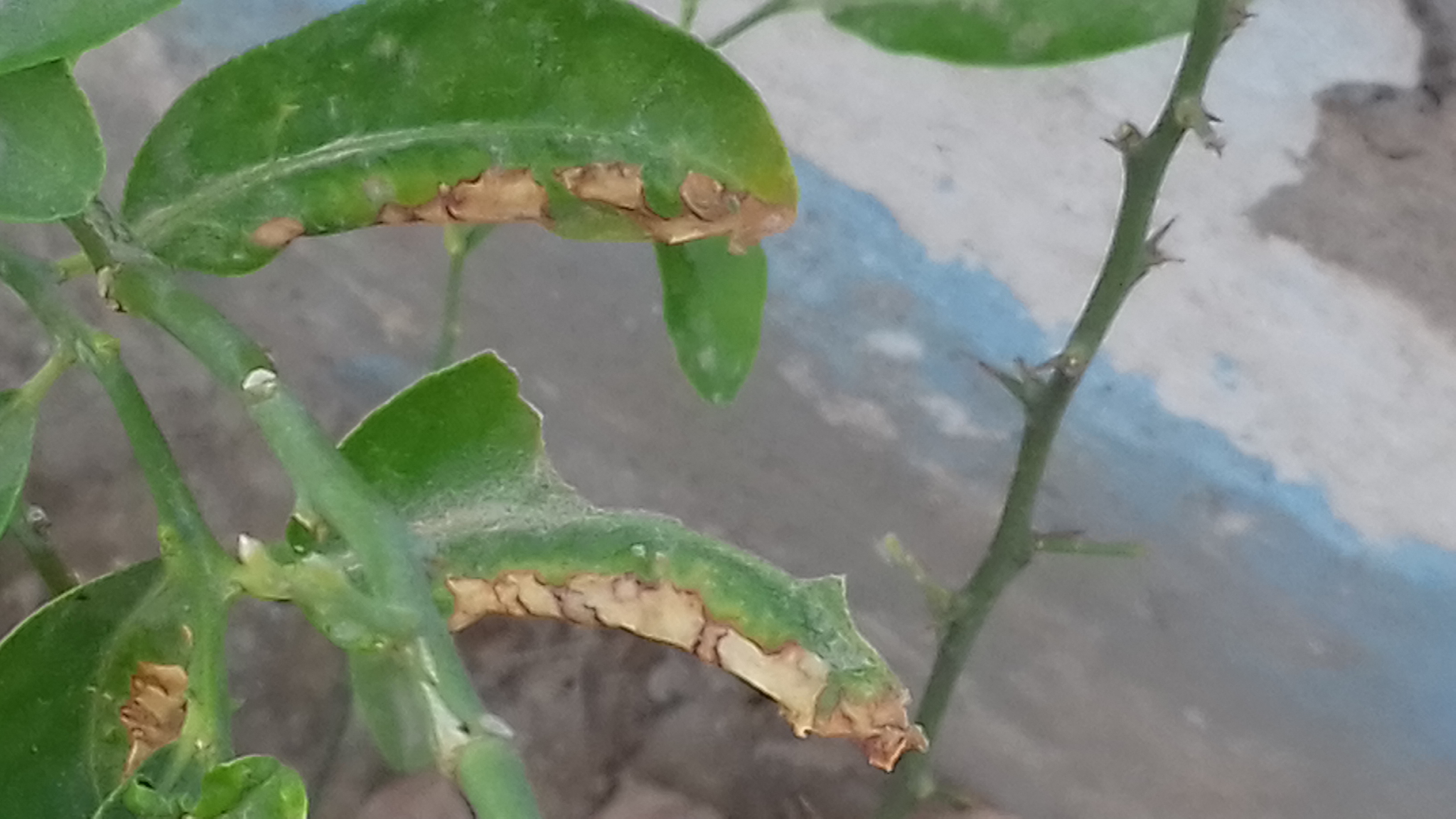 Lemon Why are the blossoms of my lemon plant falling off and leaves
