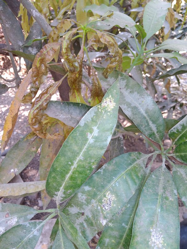 Mango | Mango tree disease