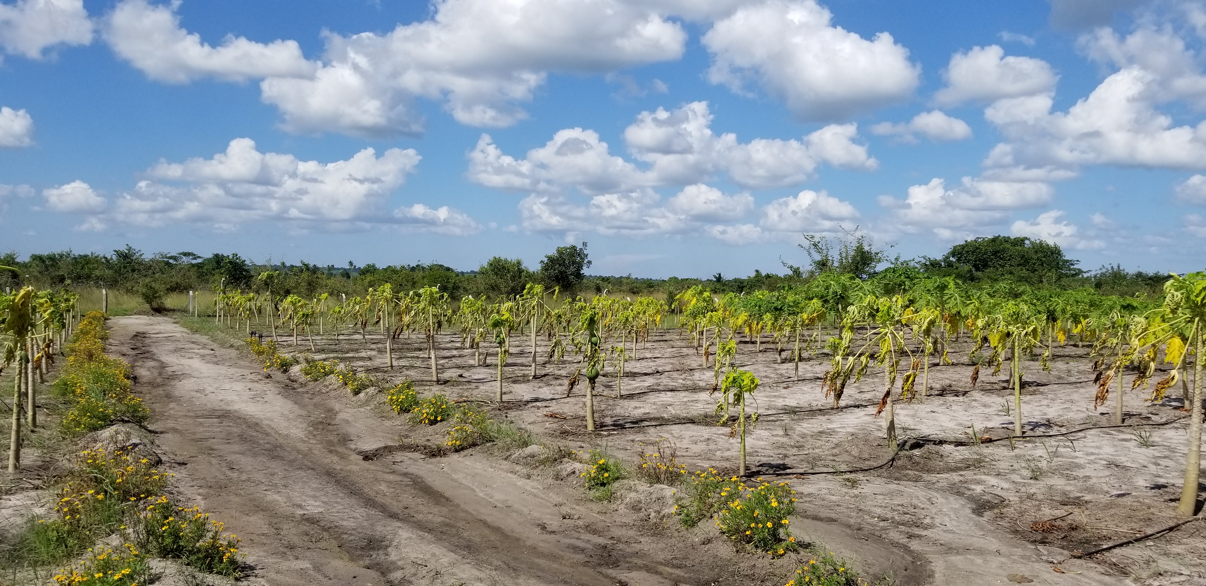 Papaya (pawpaw) Water logging stress (Papaya Farm)