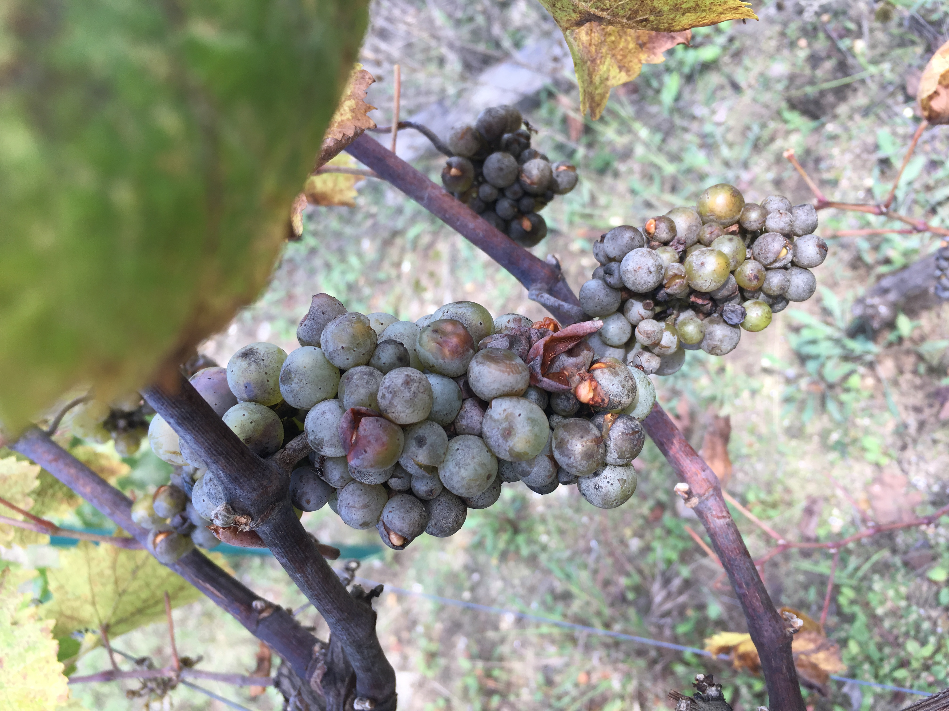 Grape Grape Disease?