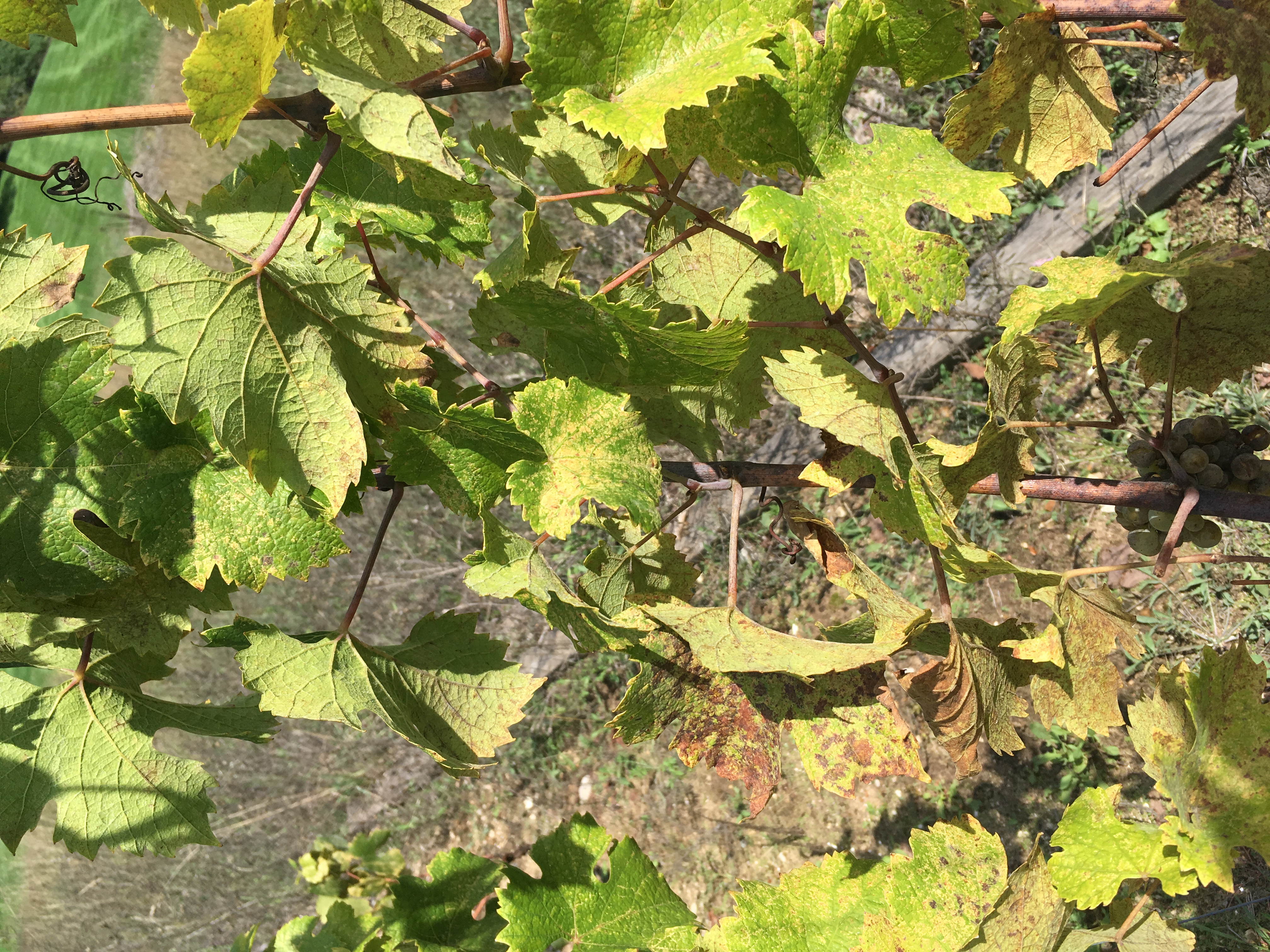 Grape Grape Disease?