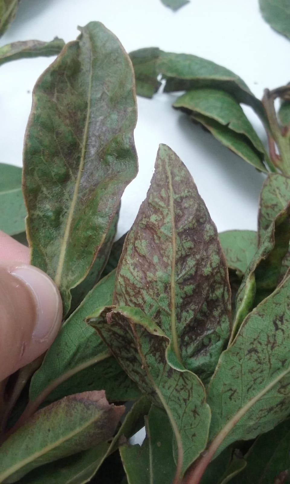General Brown Stains In Bay Leaves