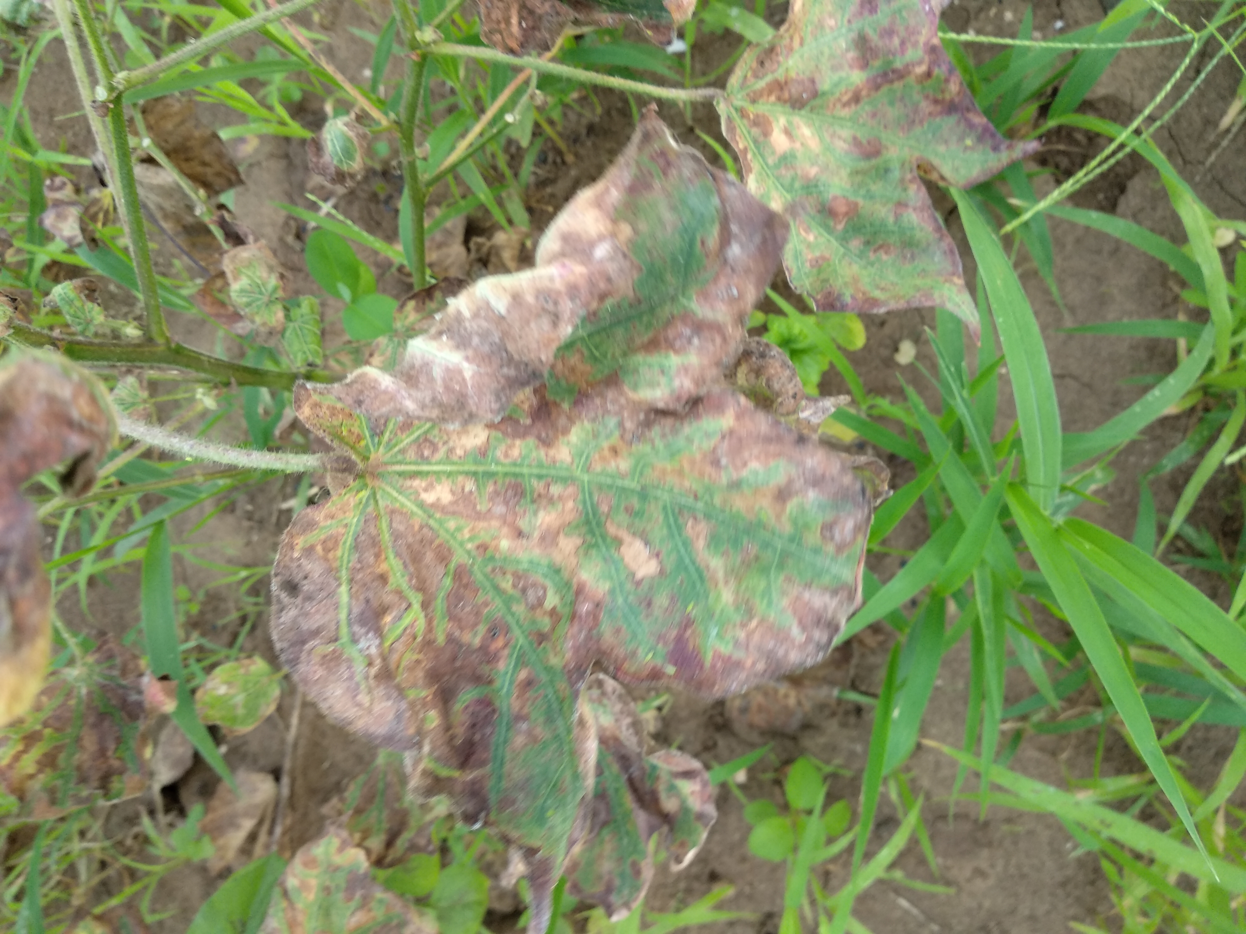 Cotton | Disease or pest?