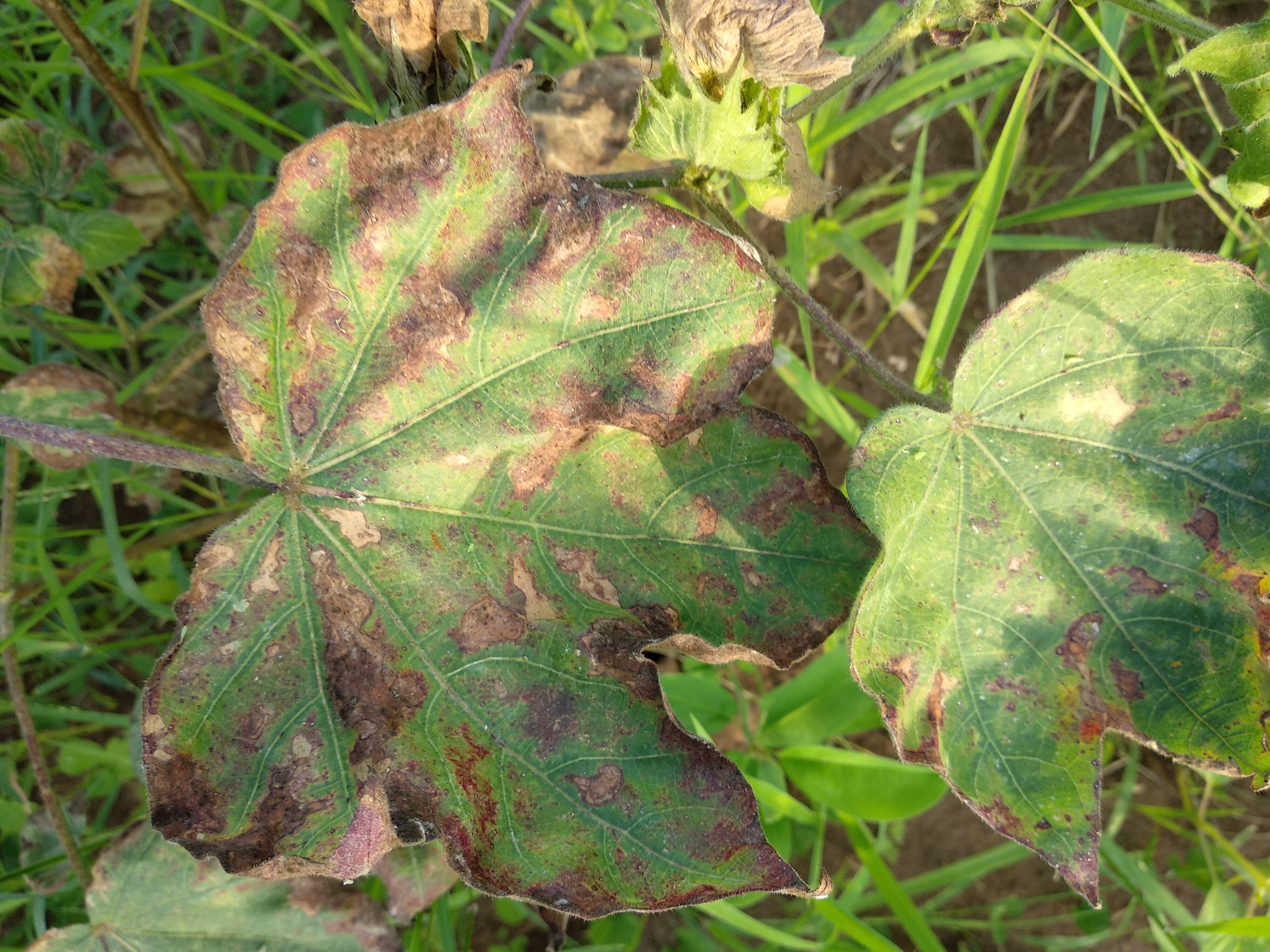 Cotton Disease or pest?