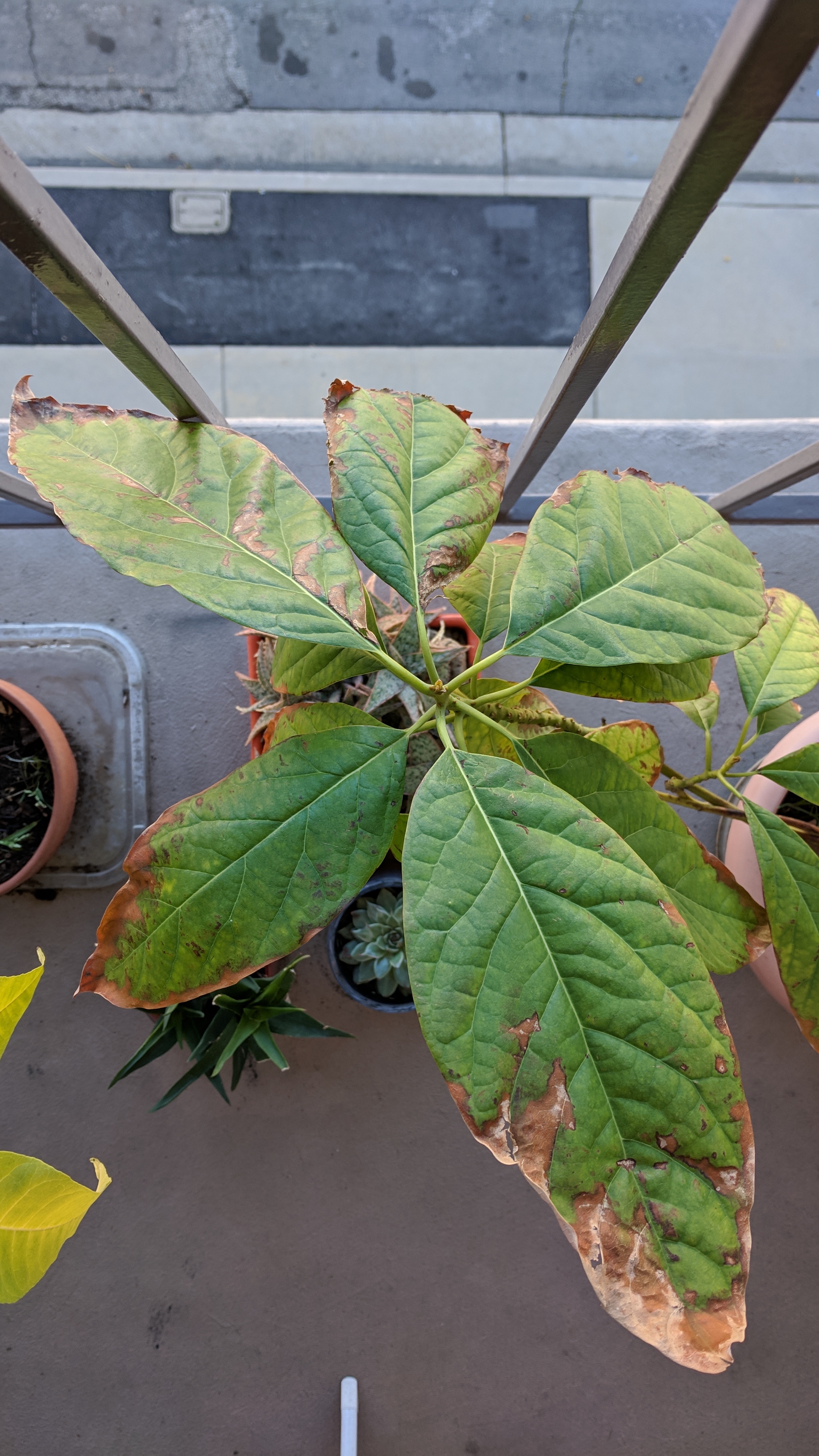 Avocado Young Avocado Trees' New Leaves Wilting and Browning at Edges