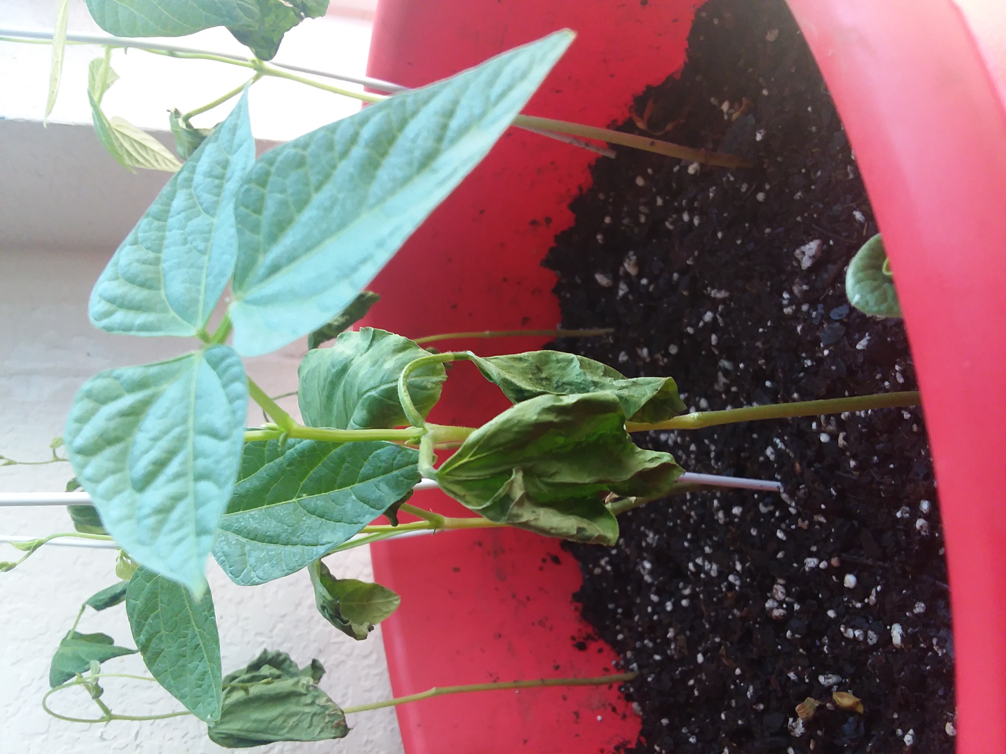 Bean Pole bean leaves started wilting right after I sprayed them with neem oil